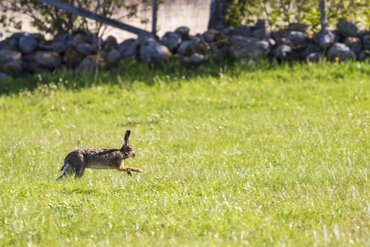 呼伦贝尔草原特有动物