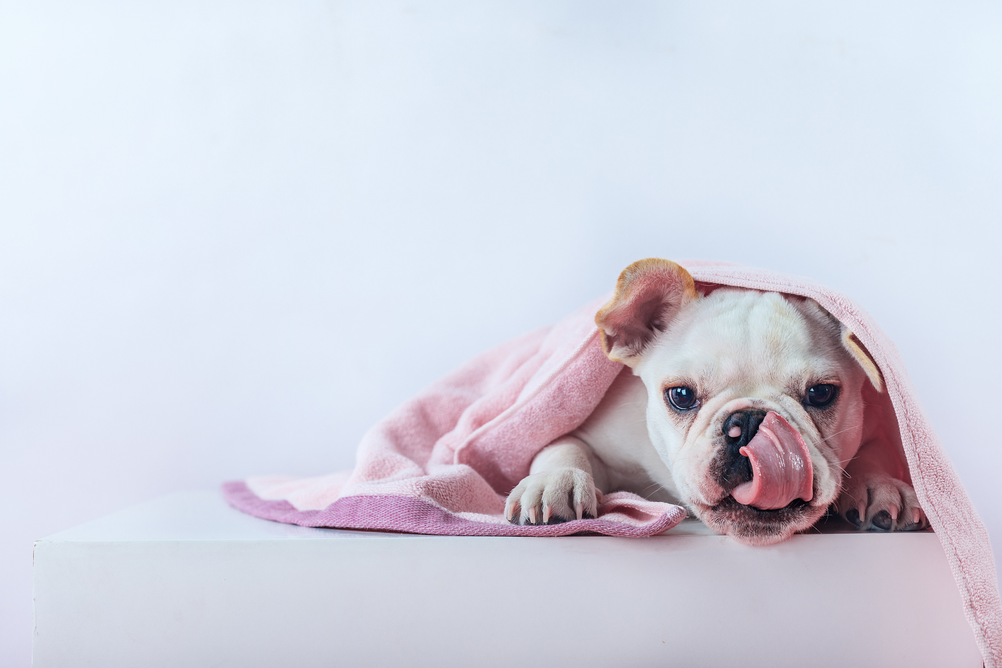 观察夏日小狗的特点弄清为啥要伸舌头写一篇二年级日记