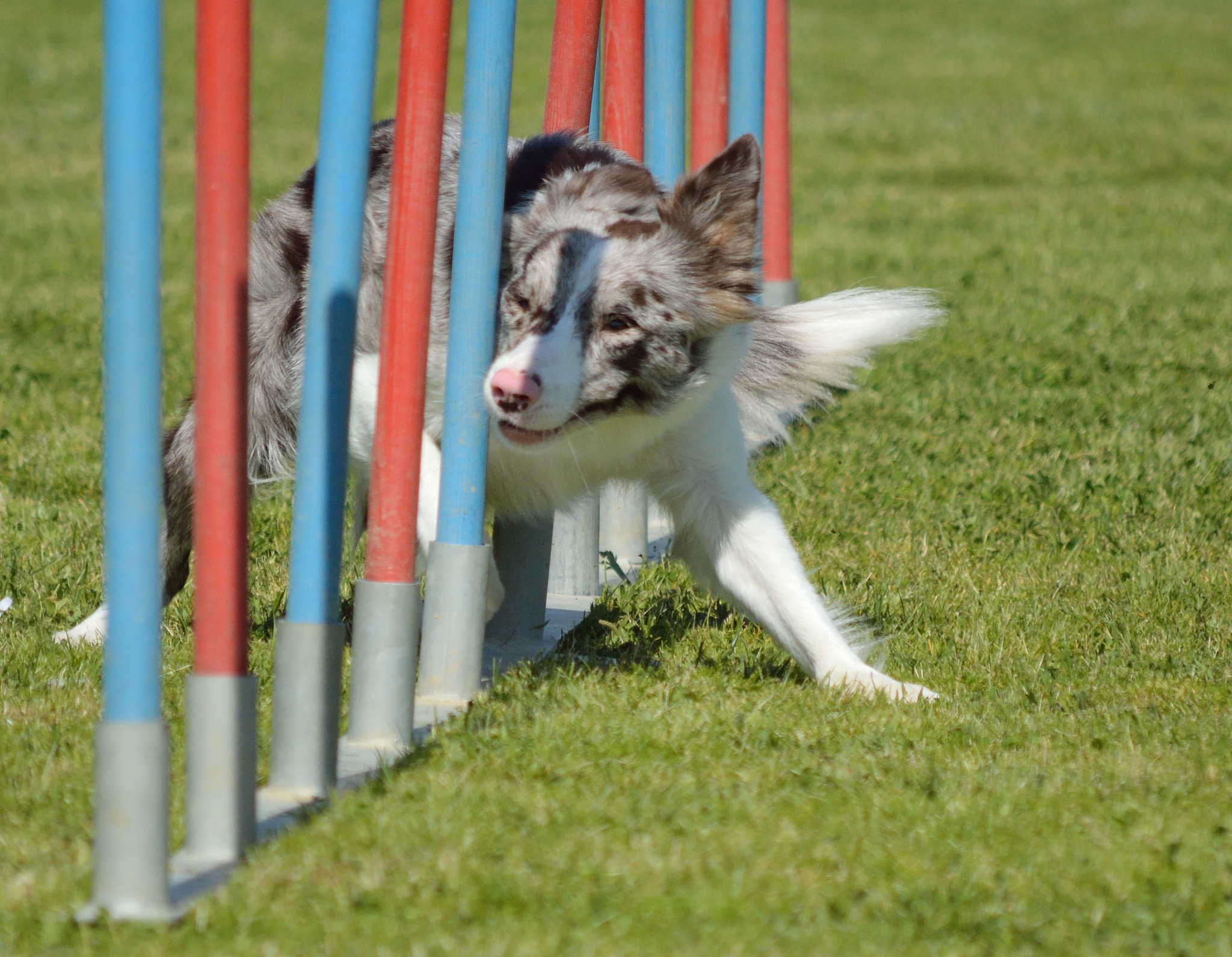 以了解不同宠物种类的运动需求和适宜的运动方式为题写一篇1200文章