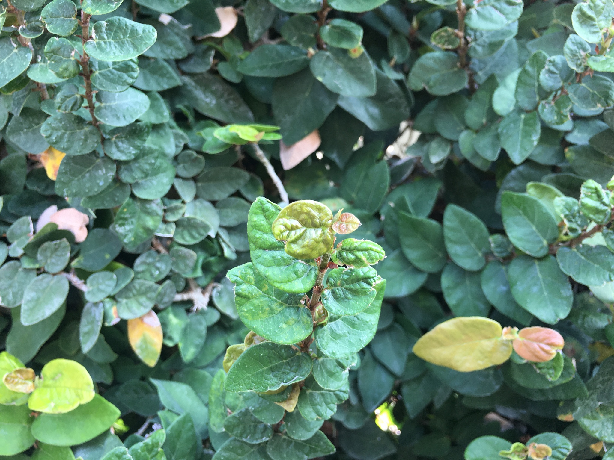 请以保护为题的作文