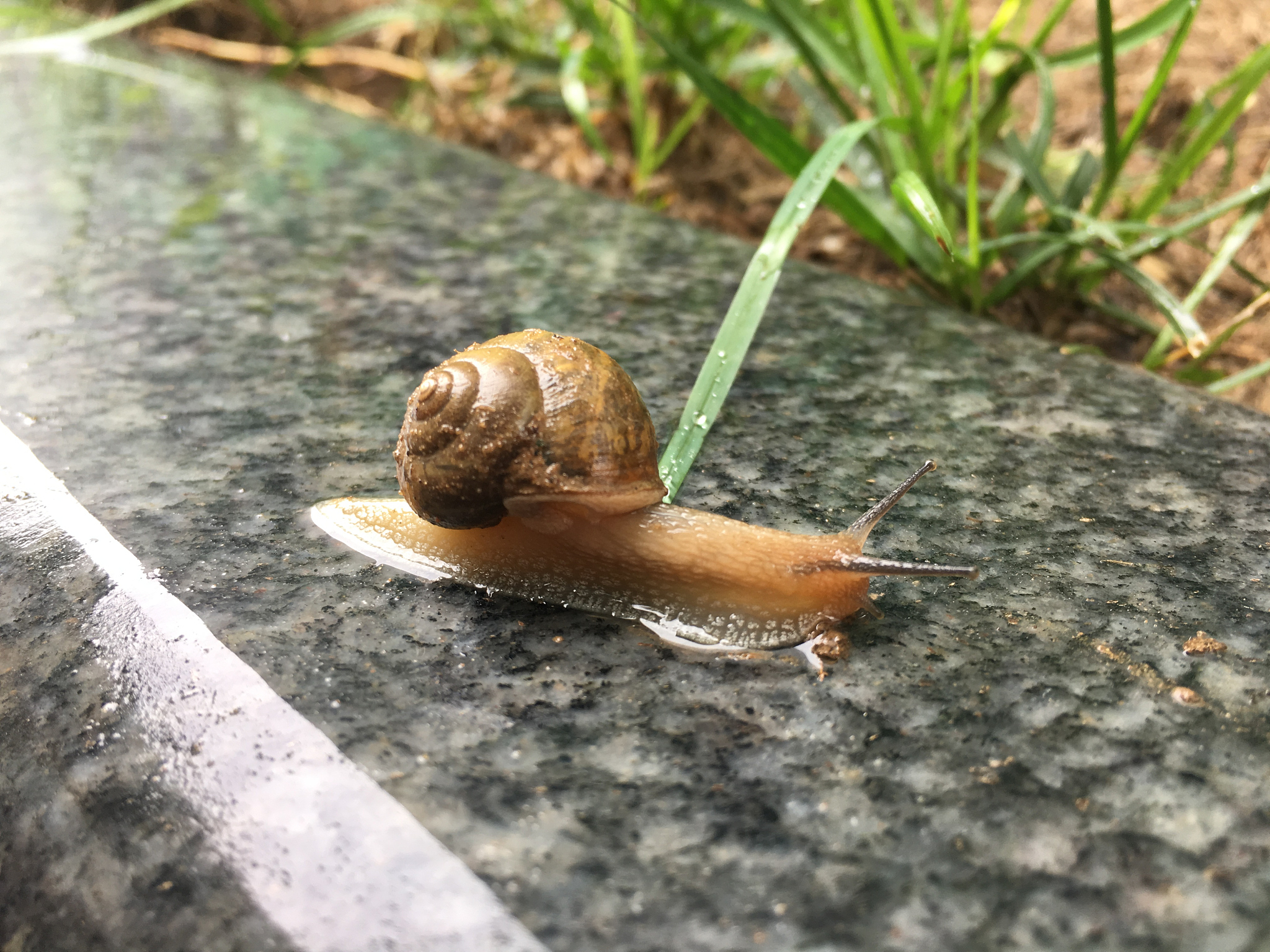 下雨了小动物都有什么伞