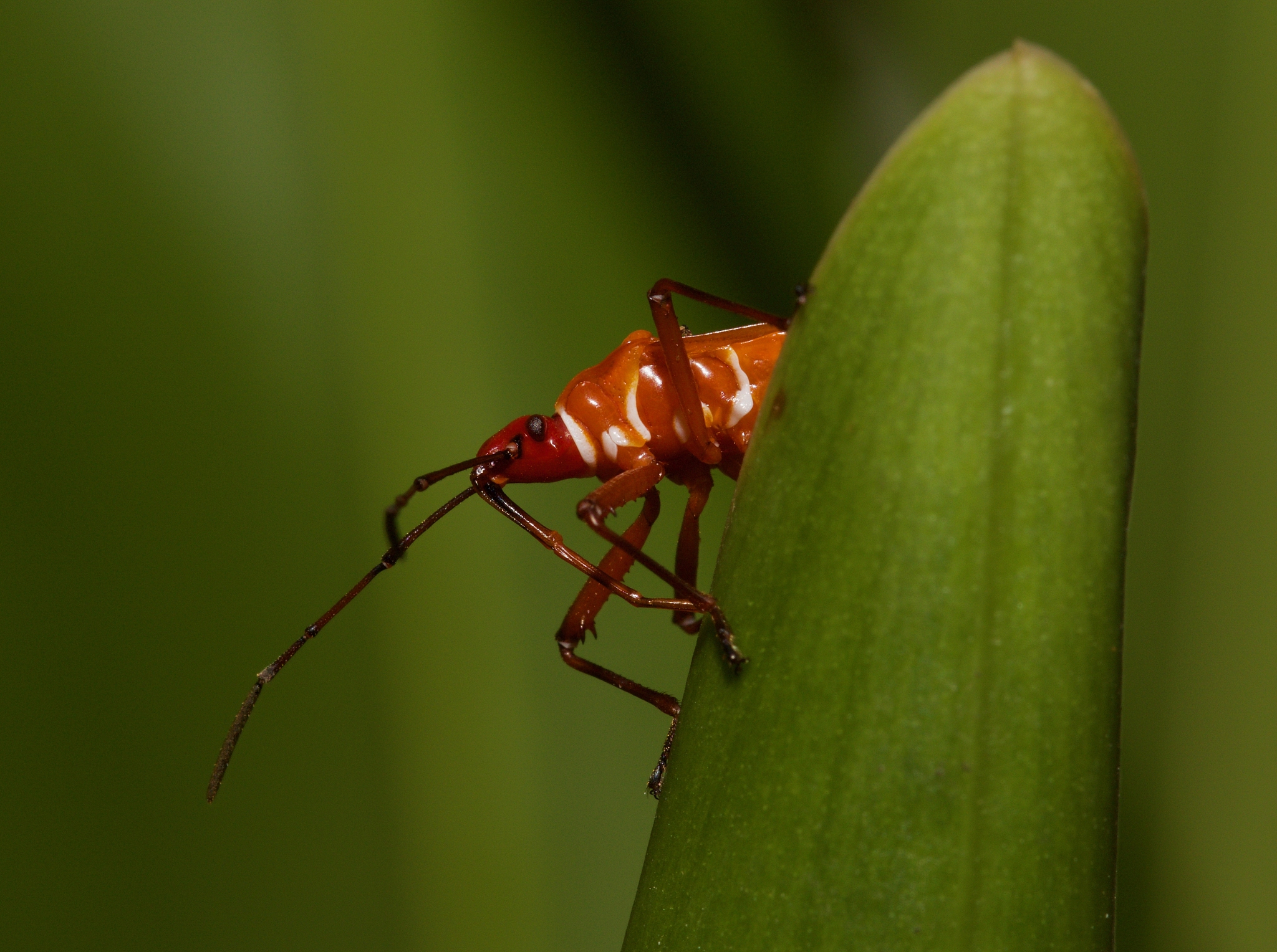 red assassin bug