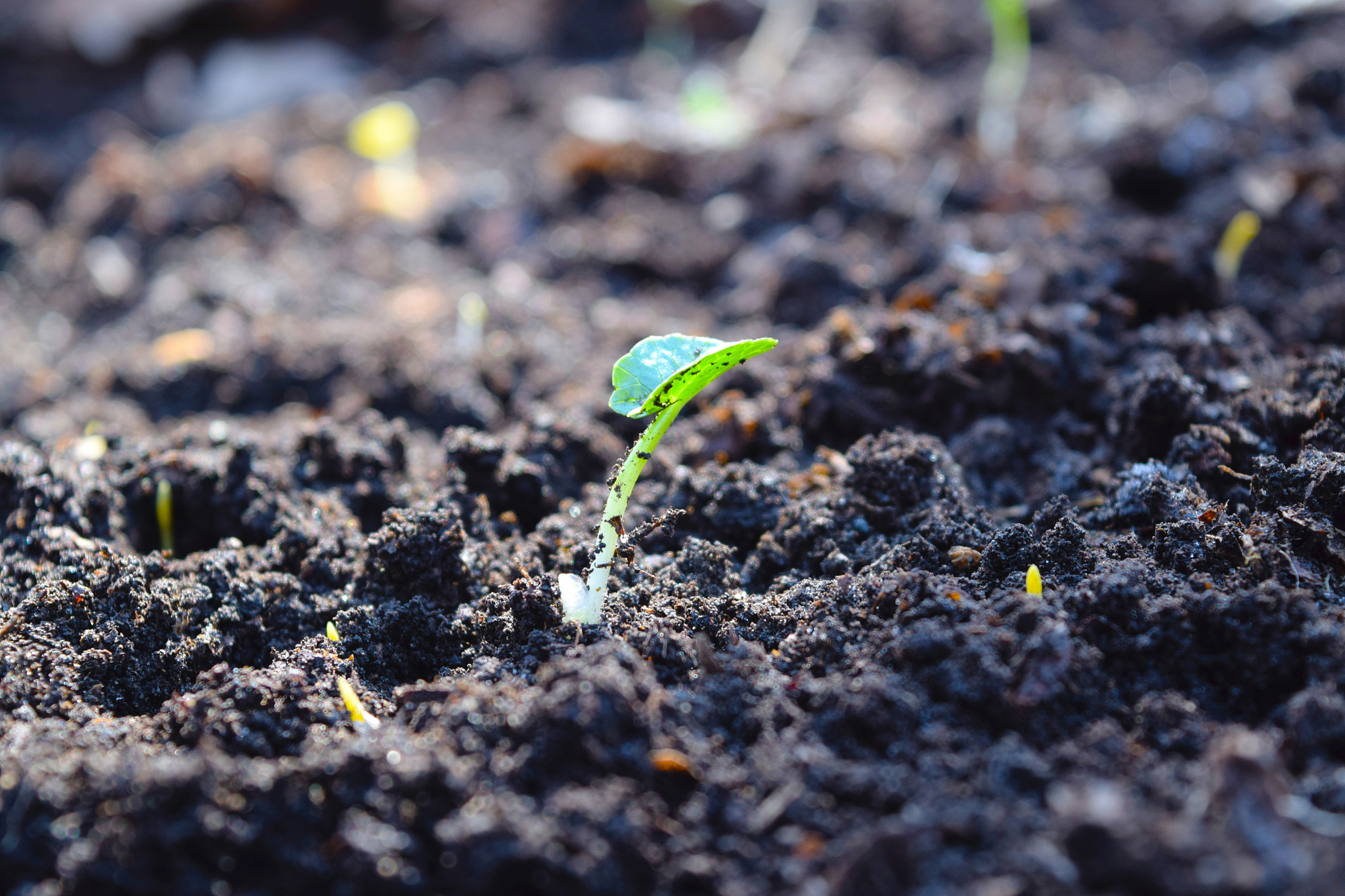 为什么微生物植物生长过程中土壤有效钾会降低微生物和植物在生长过程中需要吸收土壤中的营养元素其中包括钾元素。当微生物和植物吸收土壤中的钾元素时土壤中的有效钾含量就会降低。此外土壤中的钾元素也可能被其他生物或环境因素如水分、温度等影响而转化为不易被吸收的形态从而导致土壤中的有效钾含量降低。继续