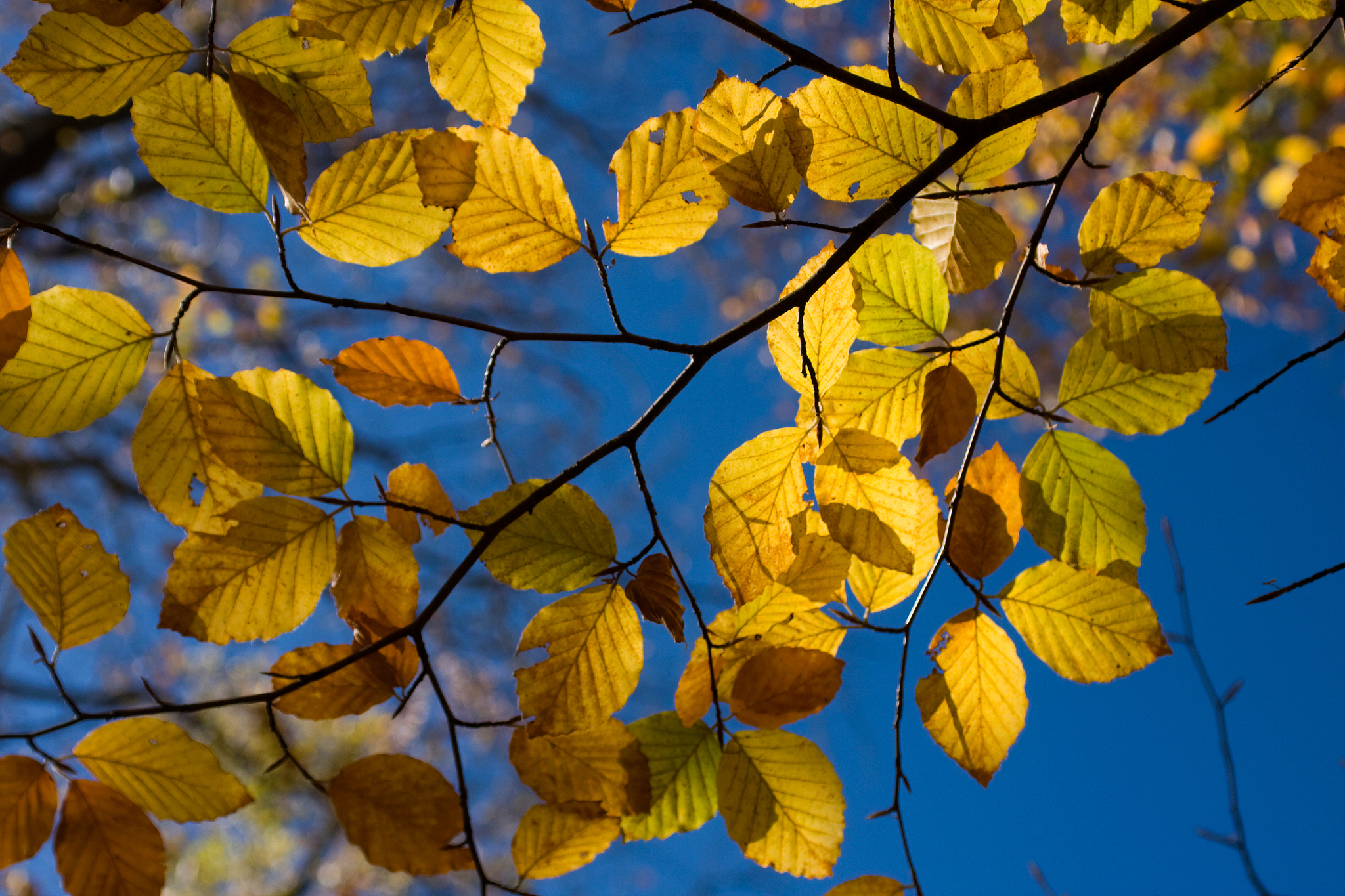 年年康银杏叶精口服液：六大功效，守护您的健康