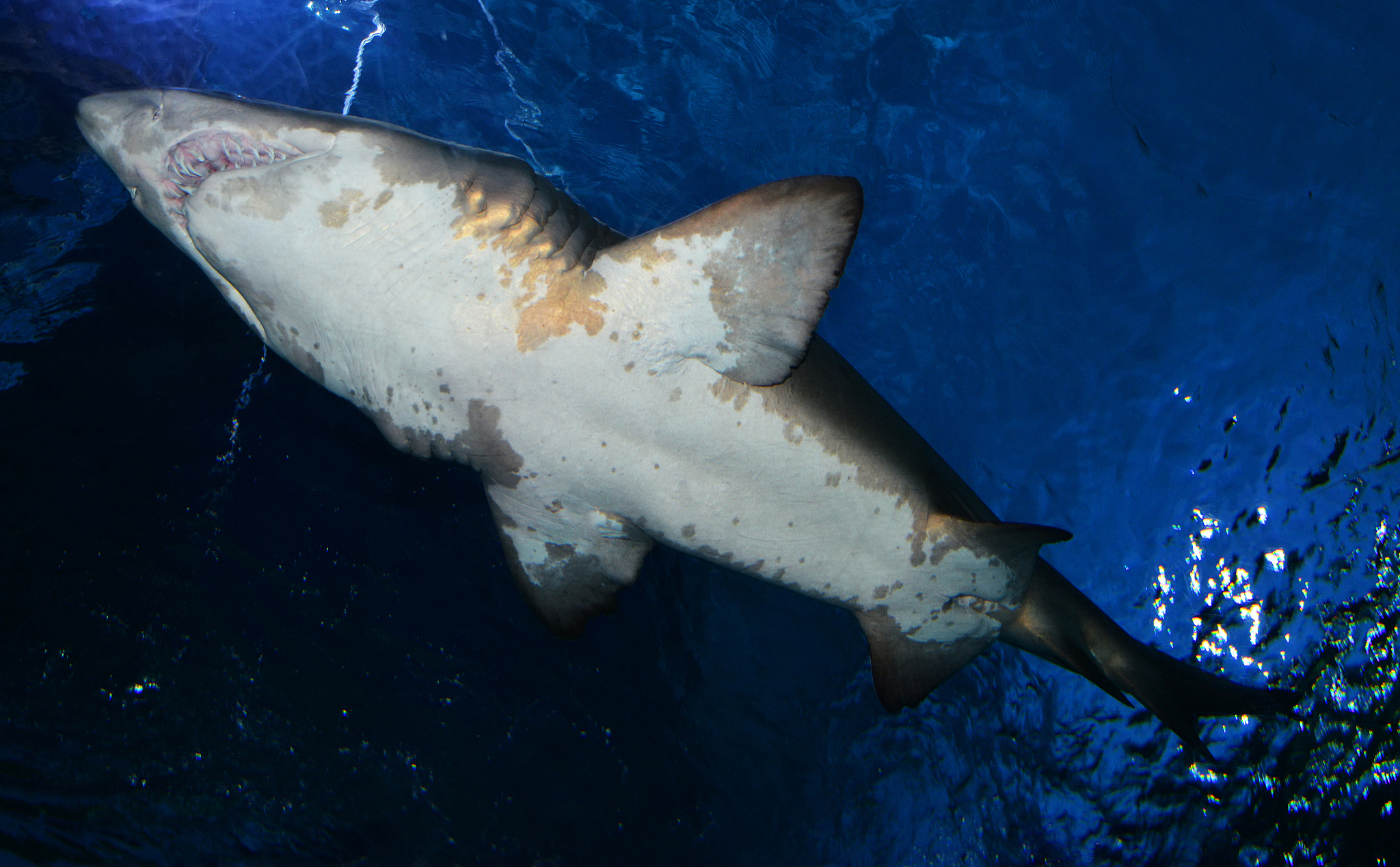 arge ragged tooth shark or sand tiger shark