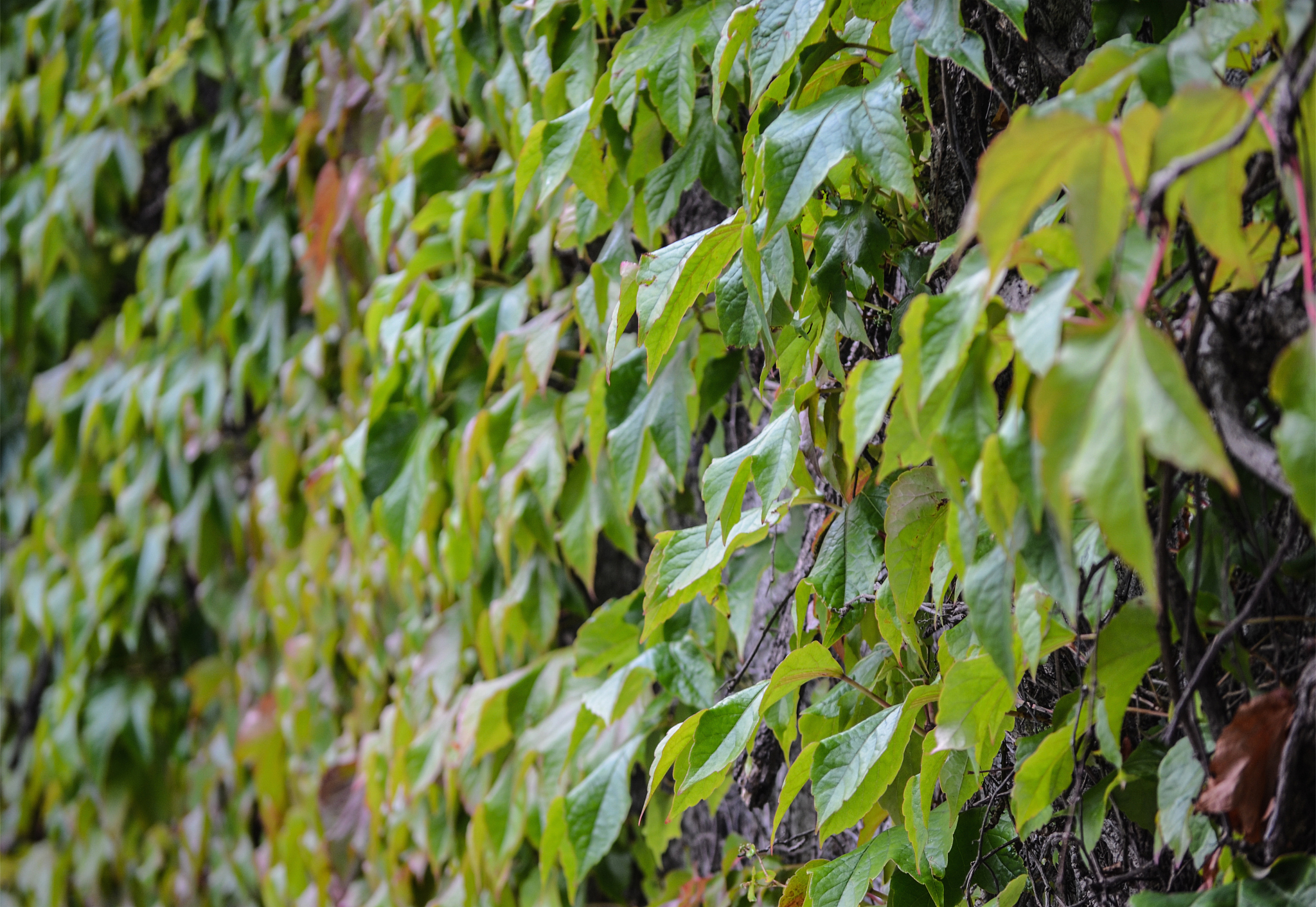 ivy leaves closeup