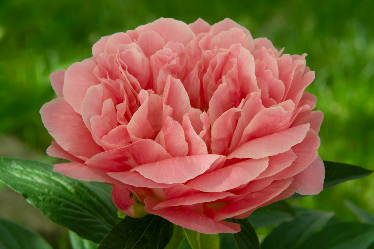 300字拟人句：用牡丹花写出美丽与温柔