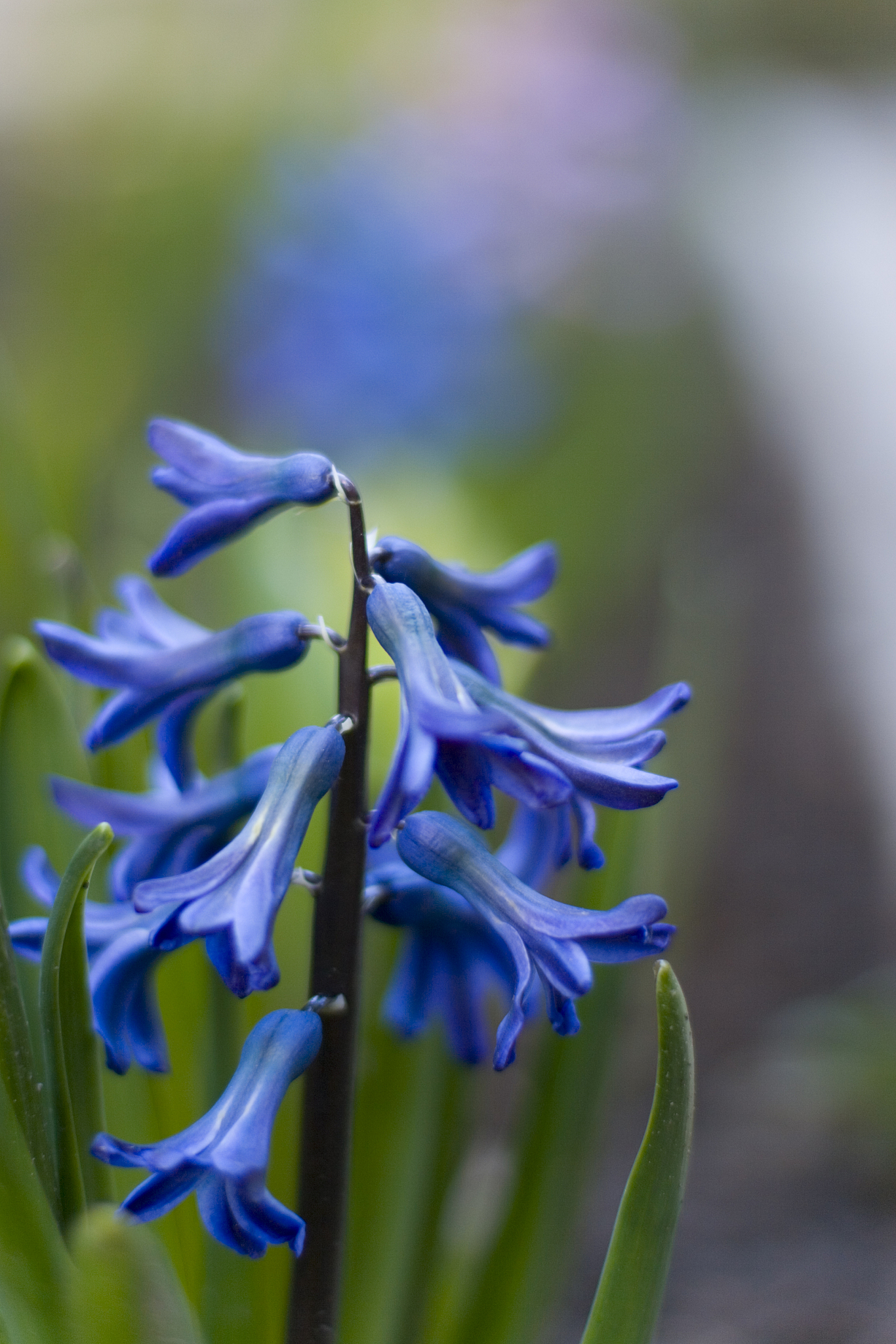 close-up of purple flowering plant