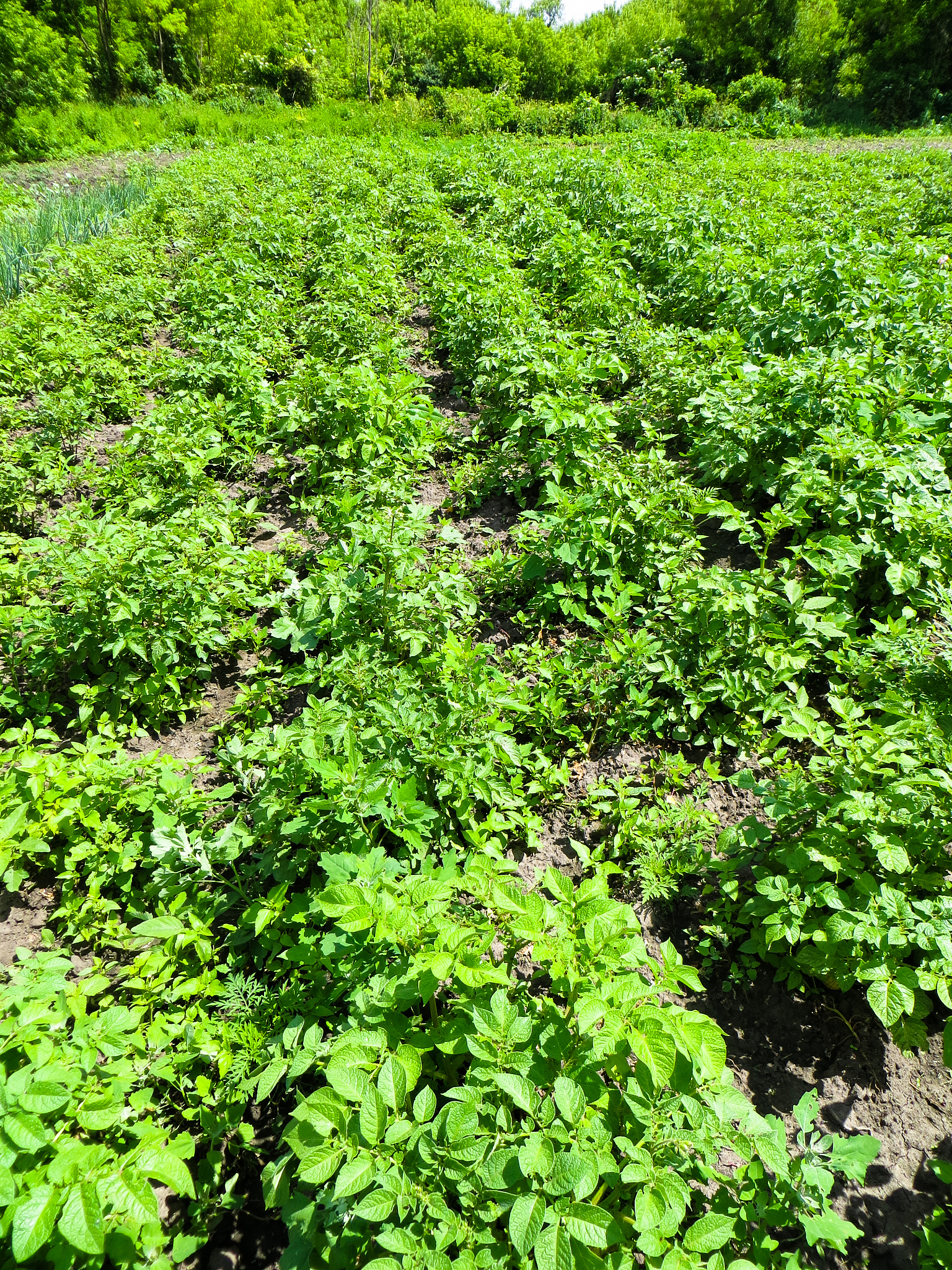 rows of young potato plants on the field
