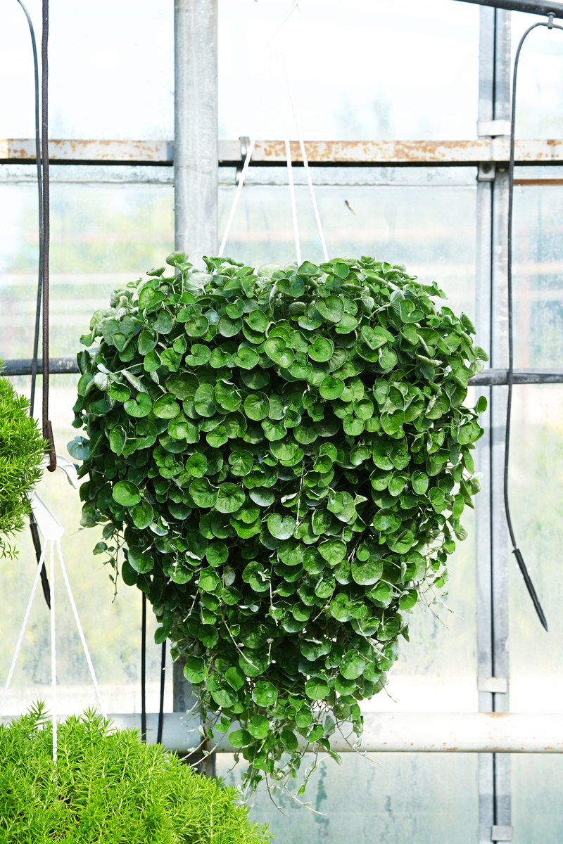 请帮我写1篇不少于800汉字的博客文章语言要幽默口语化。主题是：好养的绿叶植物有哪些盘点十种好养又漂亮的绿植