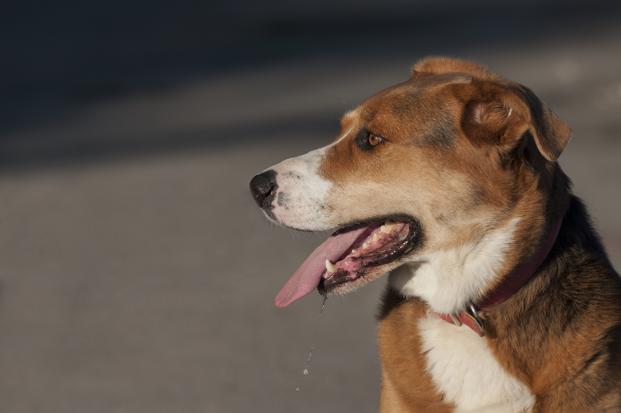 狗为啥一直在叫