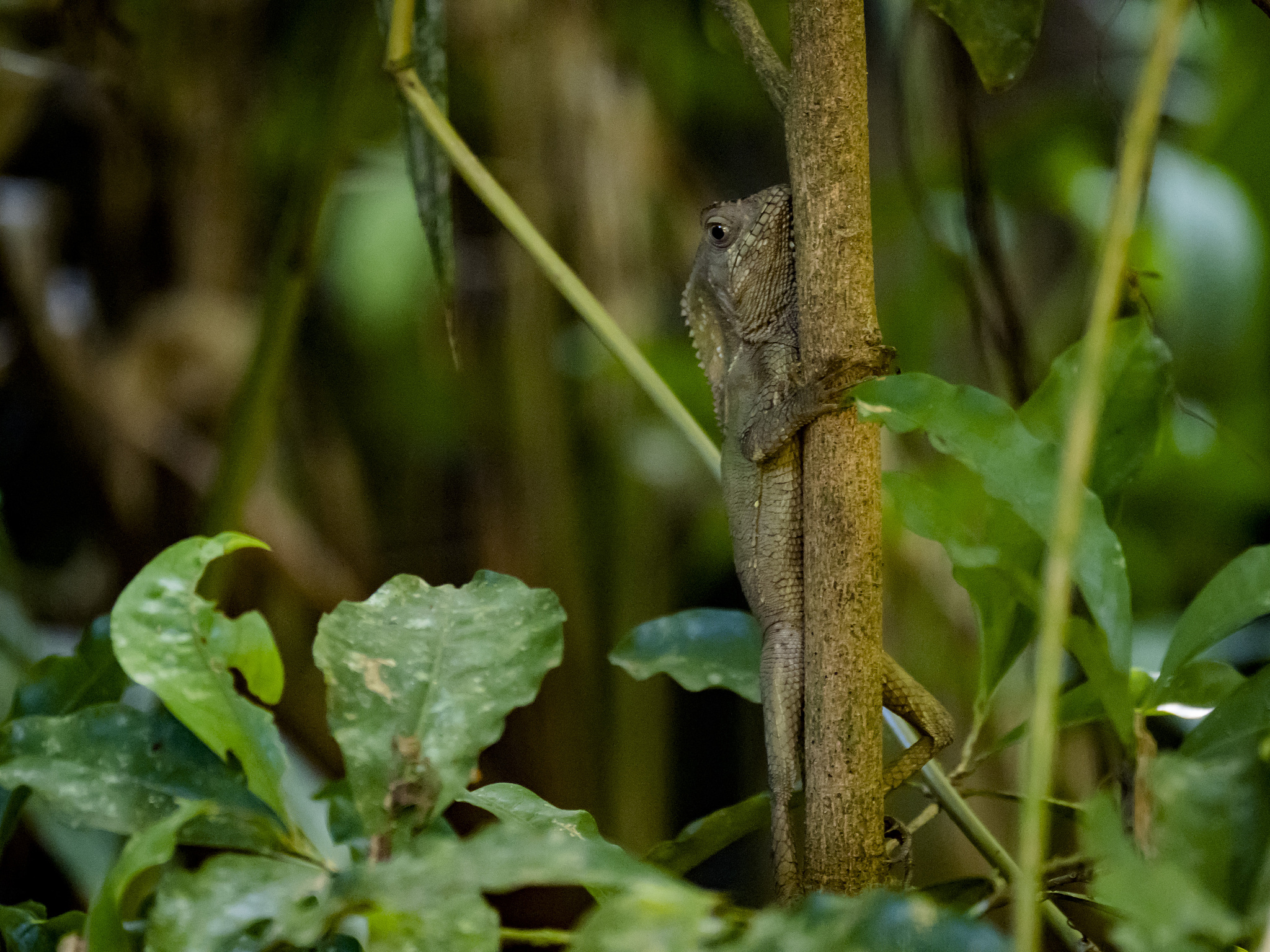 常见的爬虫分类及用途？