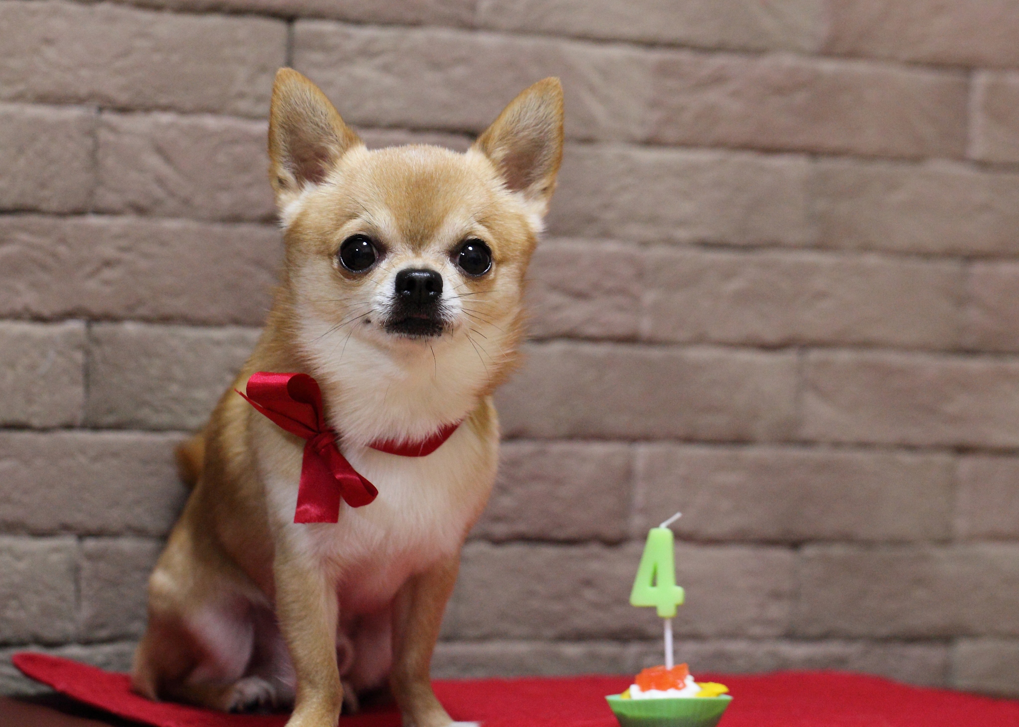 happy birthday my chihuahua 'kanon '