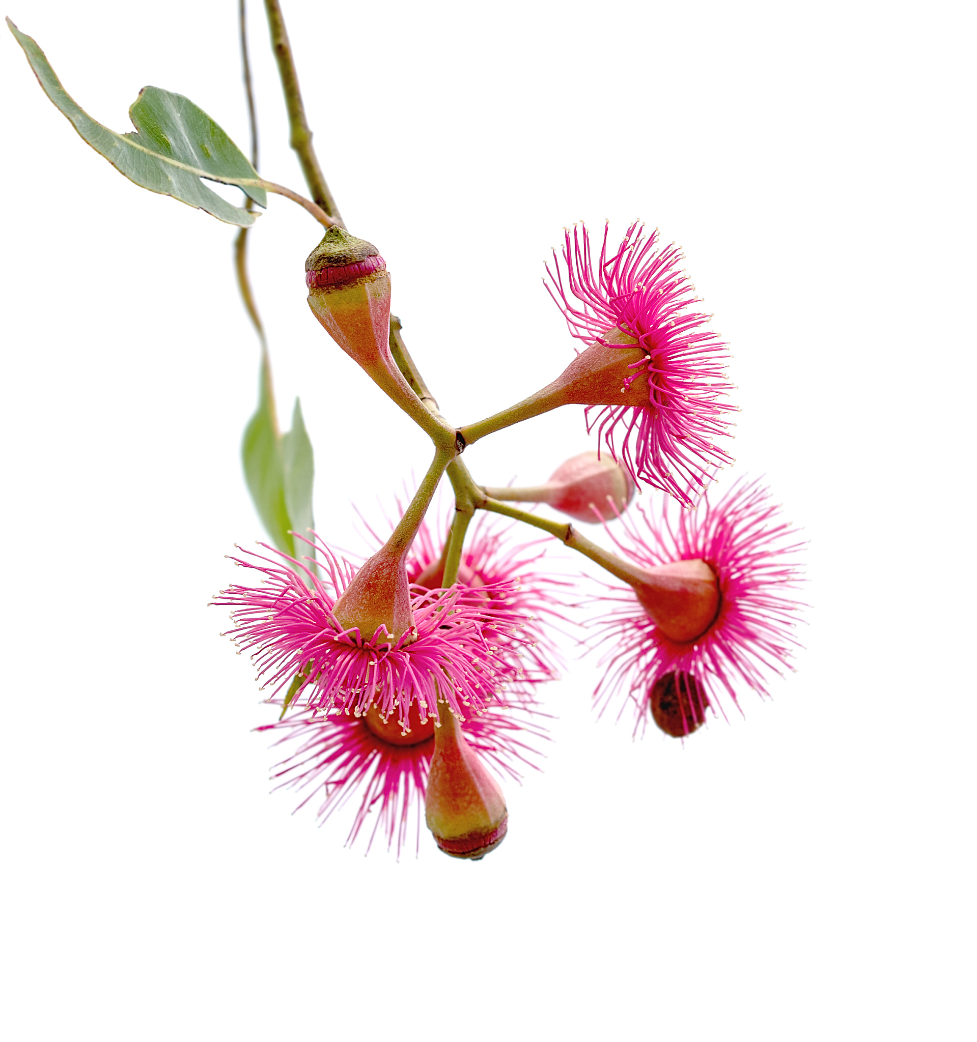 isolated red <strong>p</strong>ink flowers of corymbia ptychocarpa or swamp