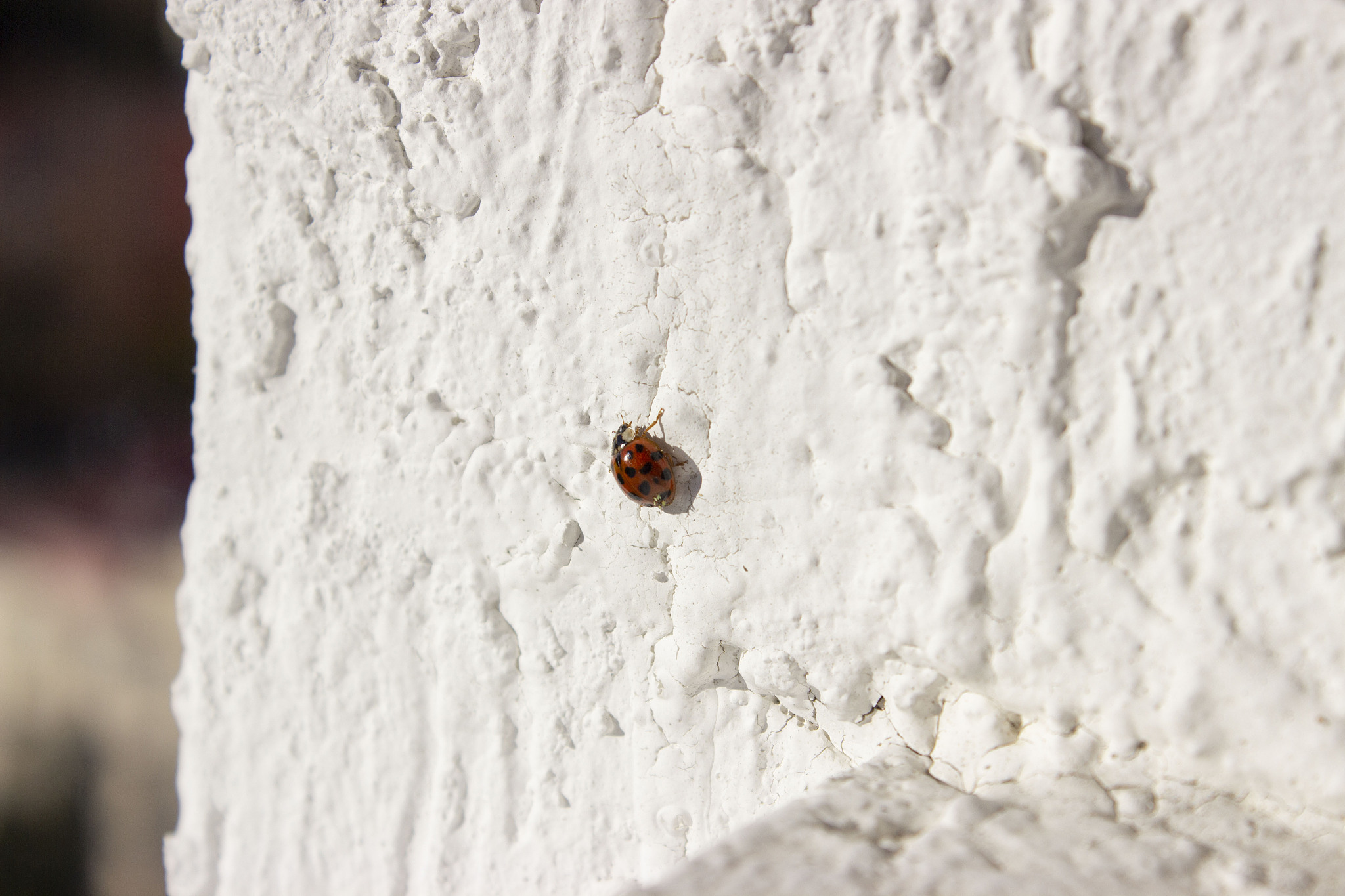 ladybug. red with black dots. crawls on a white uneven surface, 