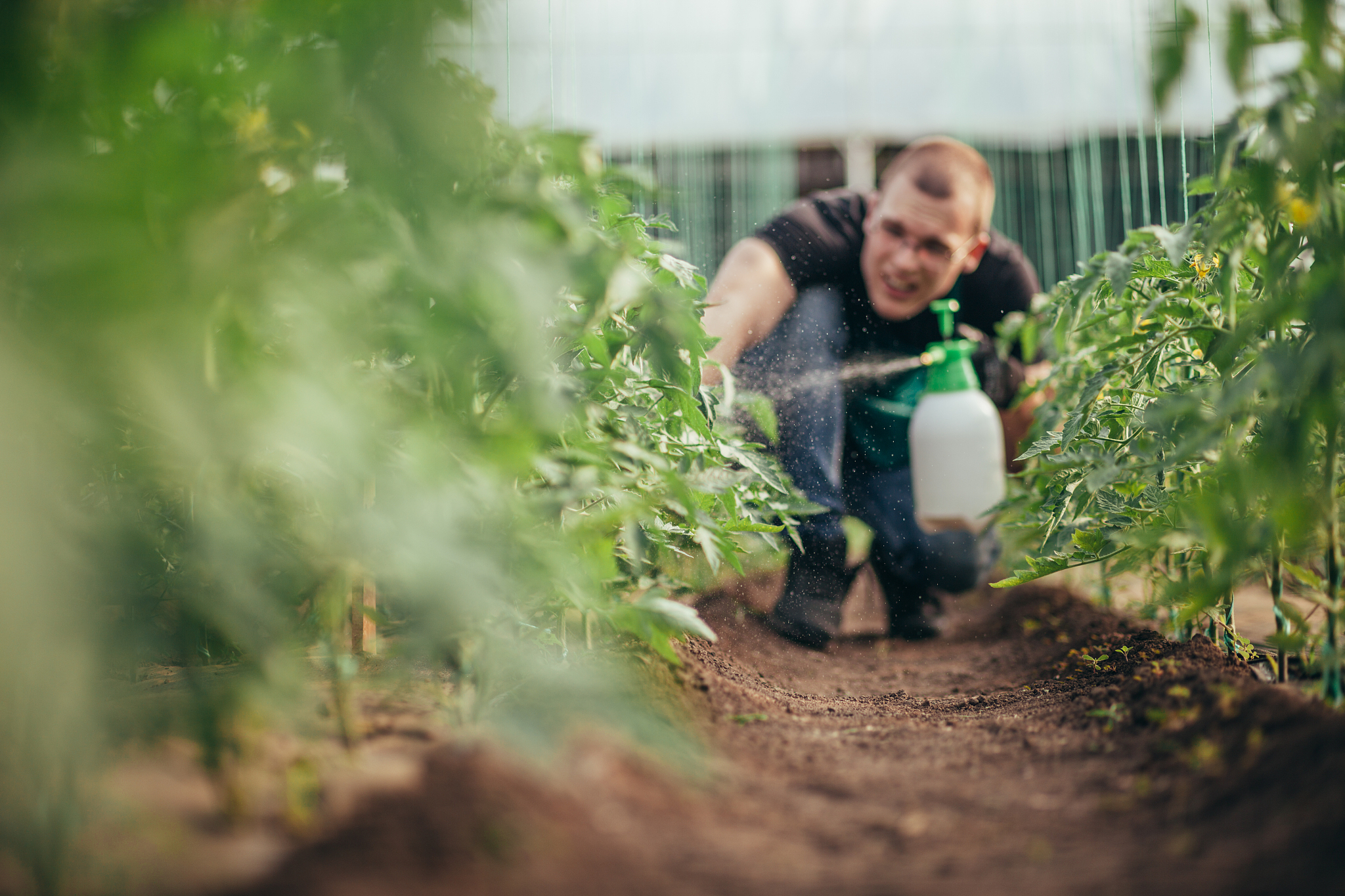 Low Nutrient Production Temperatures Increase Maize Drought Susceptibility and Limit Planting Density