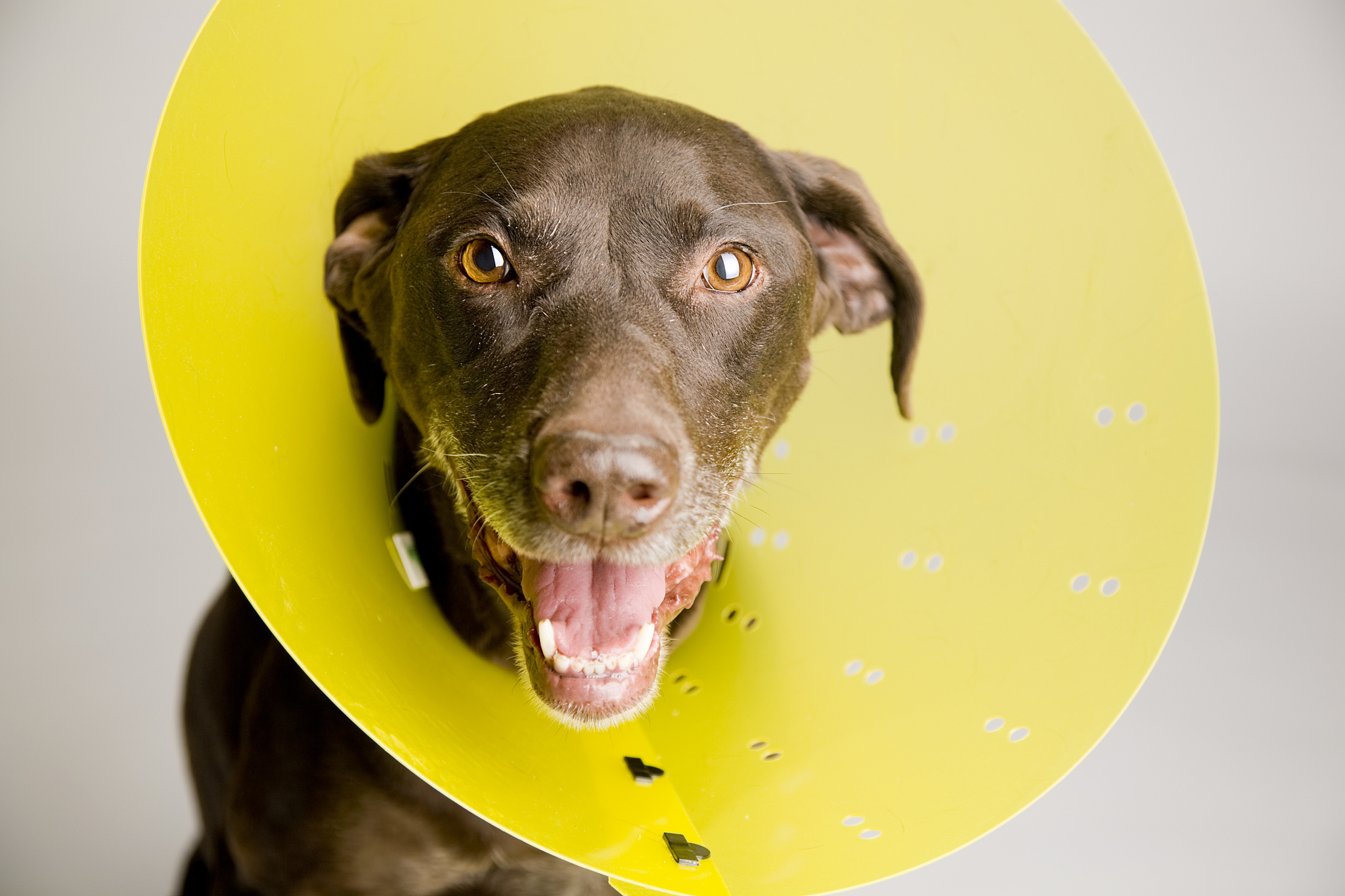 用朱自清风格写一篇作文 标题《你》要求文体记叙文 故事以一只狗的视角展开叙述形形色色的人对待当今传统文化的态度从而文化现状和保护文化的重要性 字数1200字 中间运用古诗穿插 语言优美 主题为坚守文化