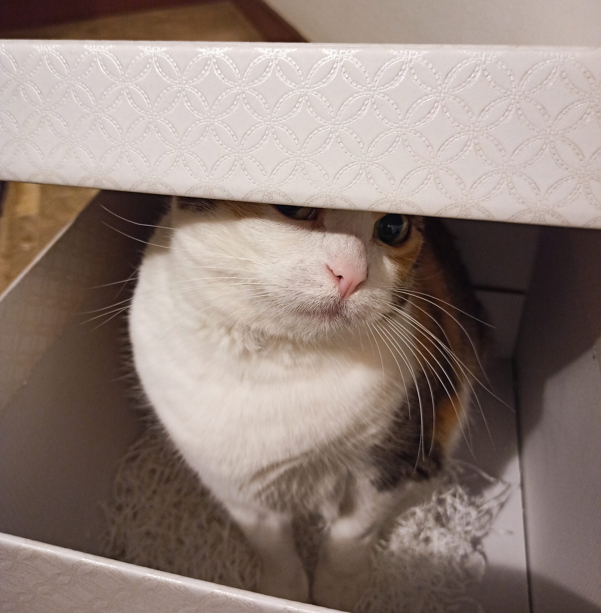 Cat GIFs: The Internet's Adorable Obsession