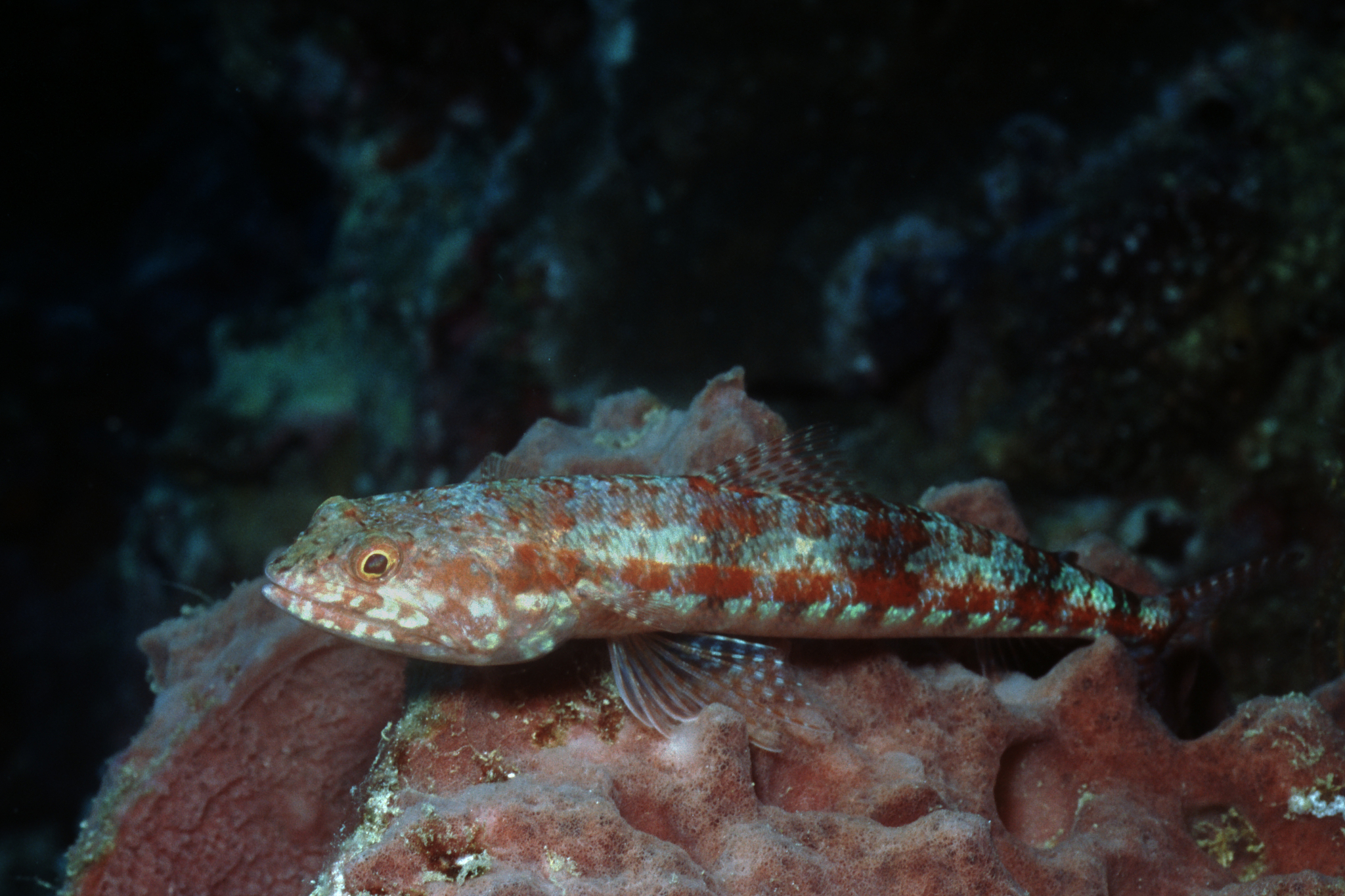 twospot lizardfish