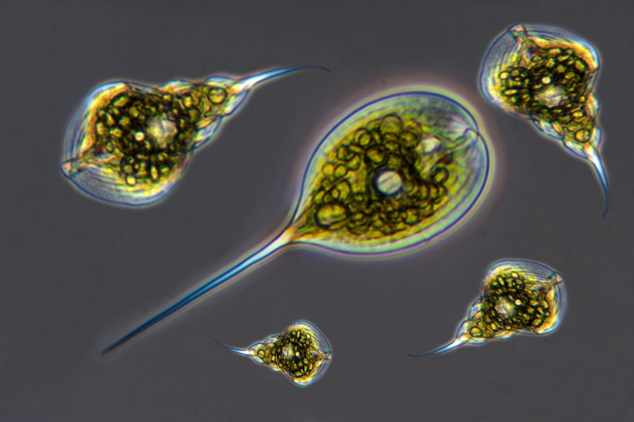 鞭毛虫和单细胞生物：定义、特征和分类