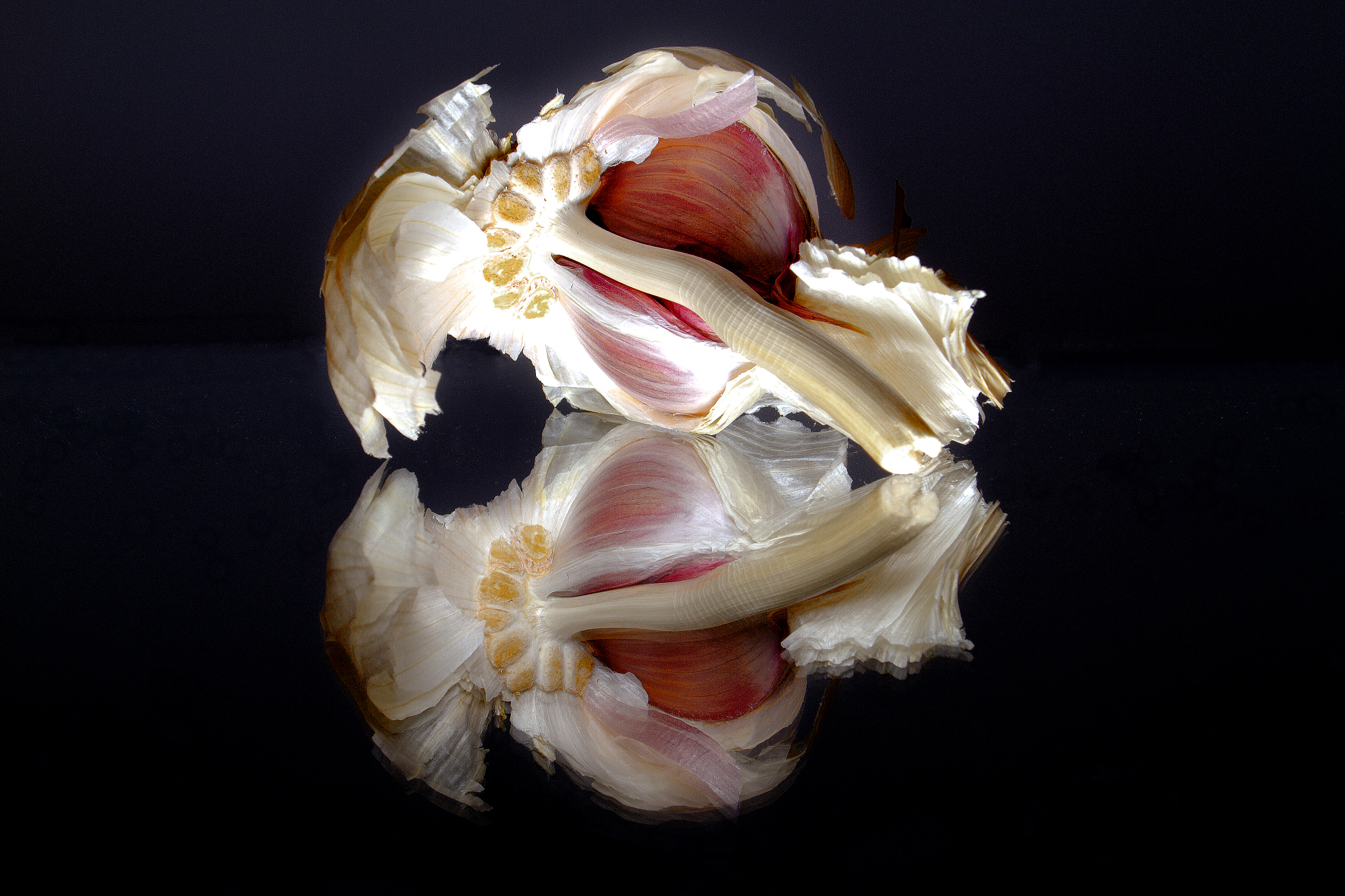 tête dail, photographiée en lumière artificielle.