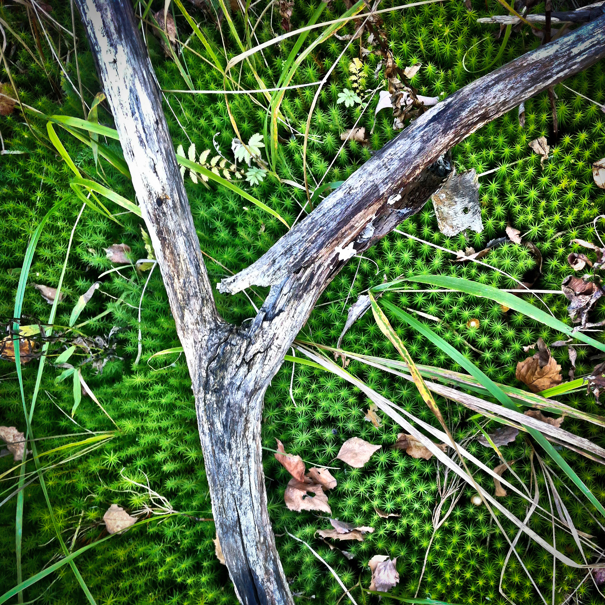 以营销的方式介绍一款以绿色城市为主题的名字为移动森林的雨伞并写一份300字推介文稿