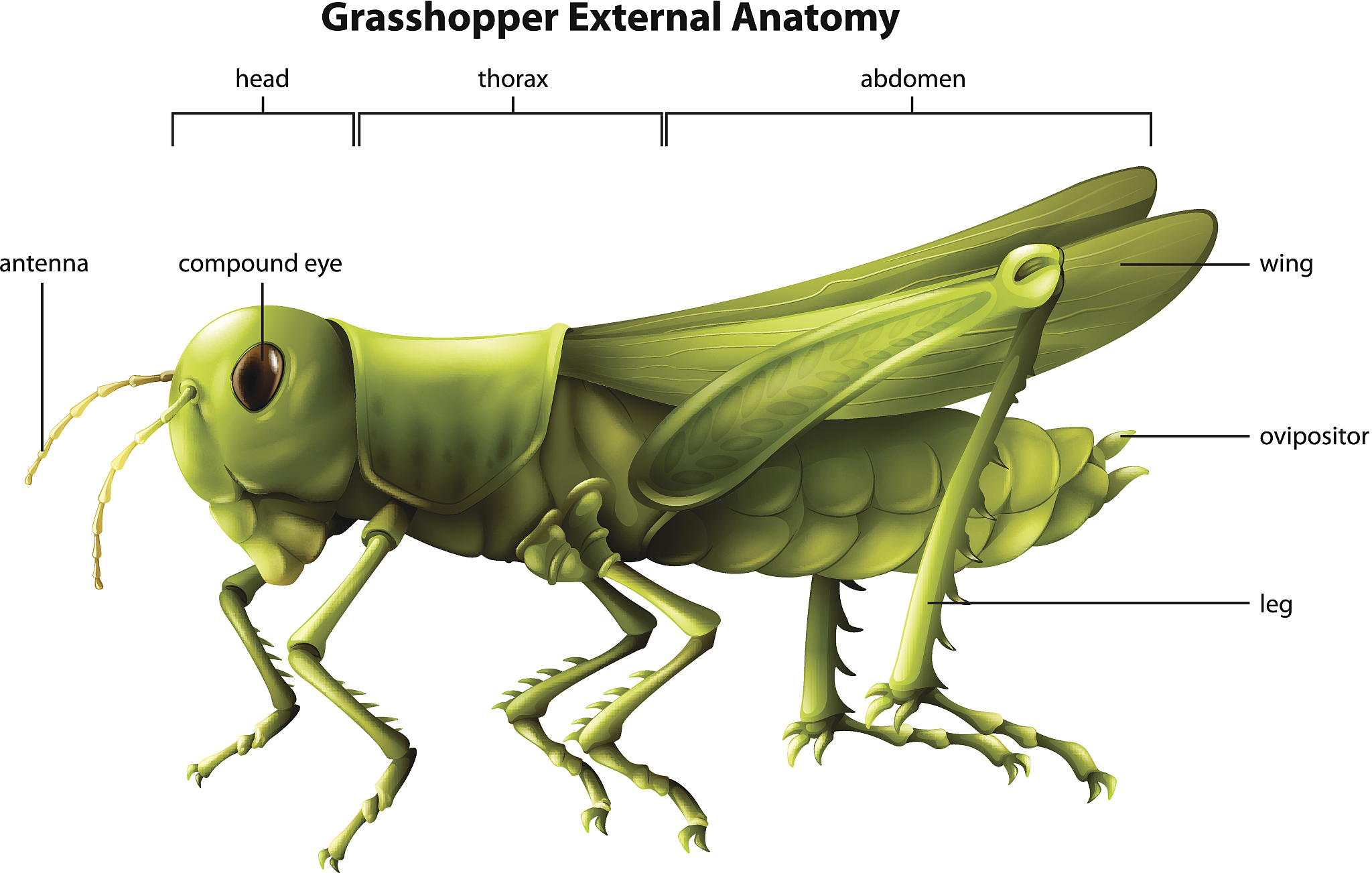 翻译male 1st and 2nd abdominal tergites dorsal view;