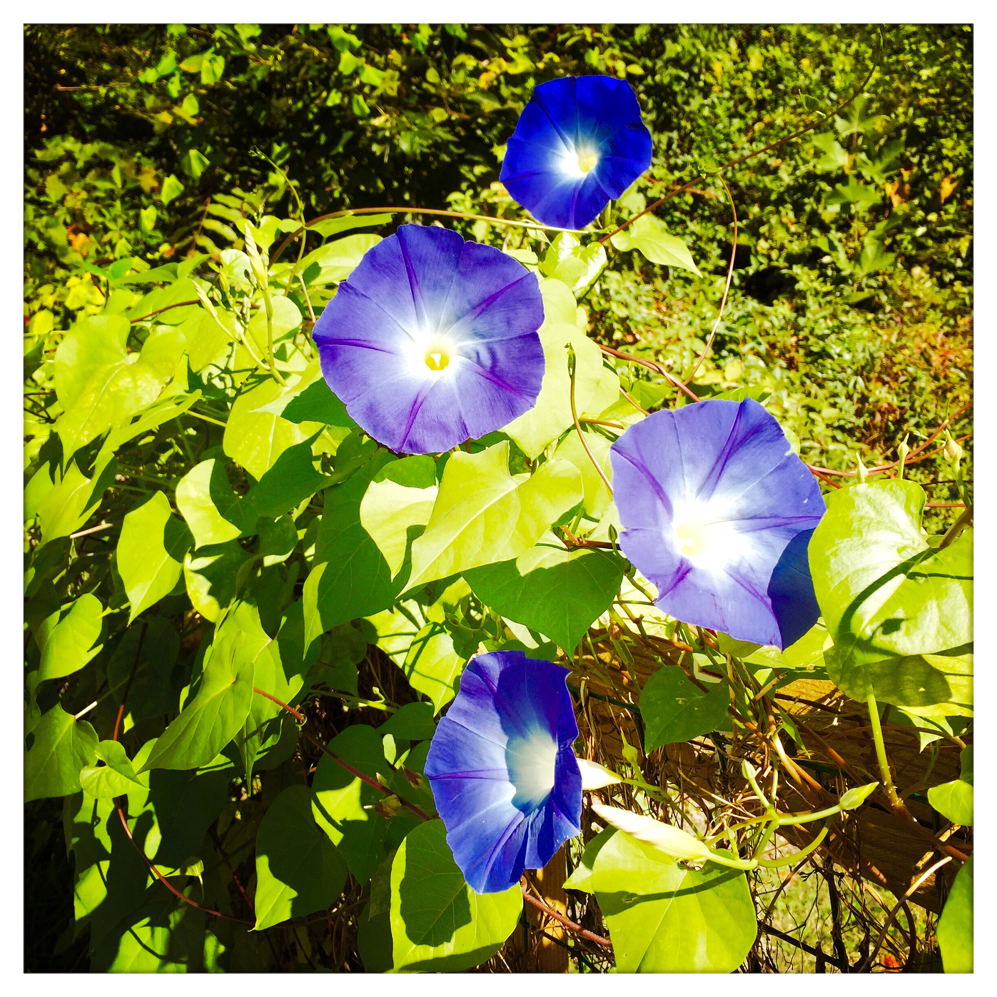 凌晨四点，牵牛花吹响紫色小喇叭：拟人句写景作文300字