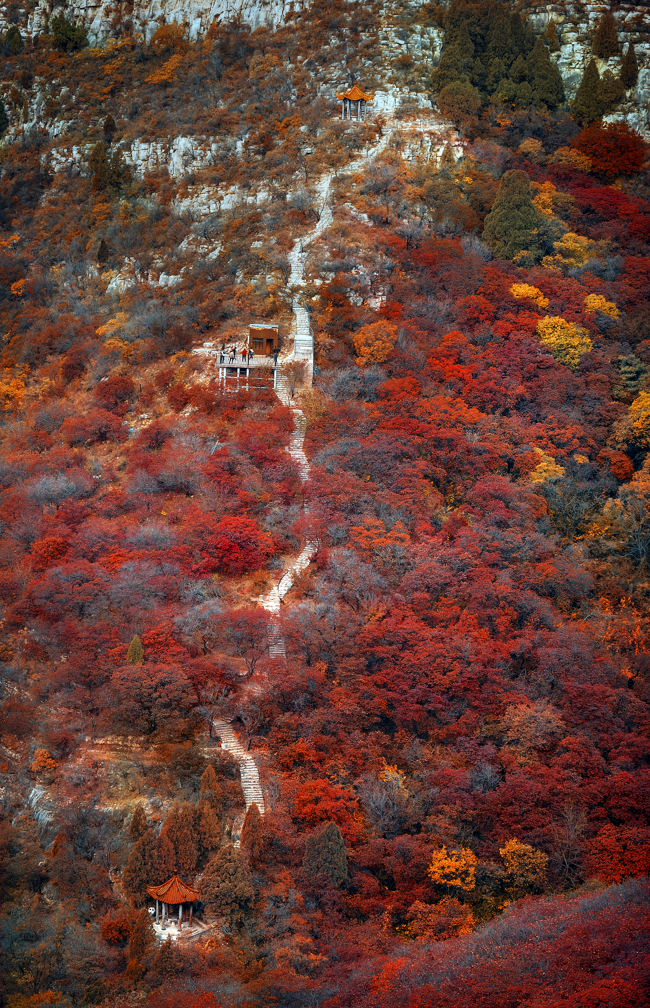 判断诗句是否正确：远上寒山石径斜，白云深处有人家（单选题）