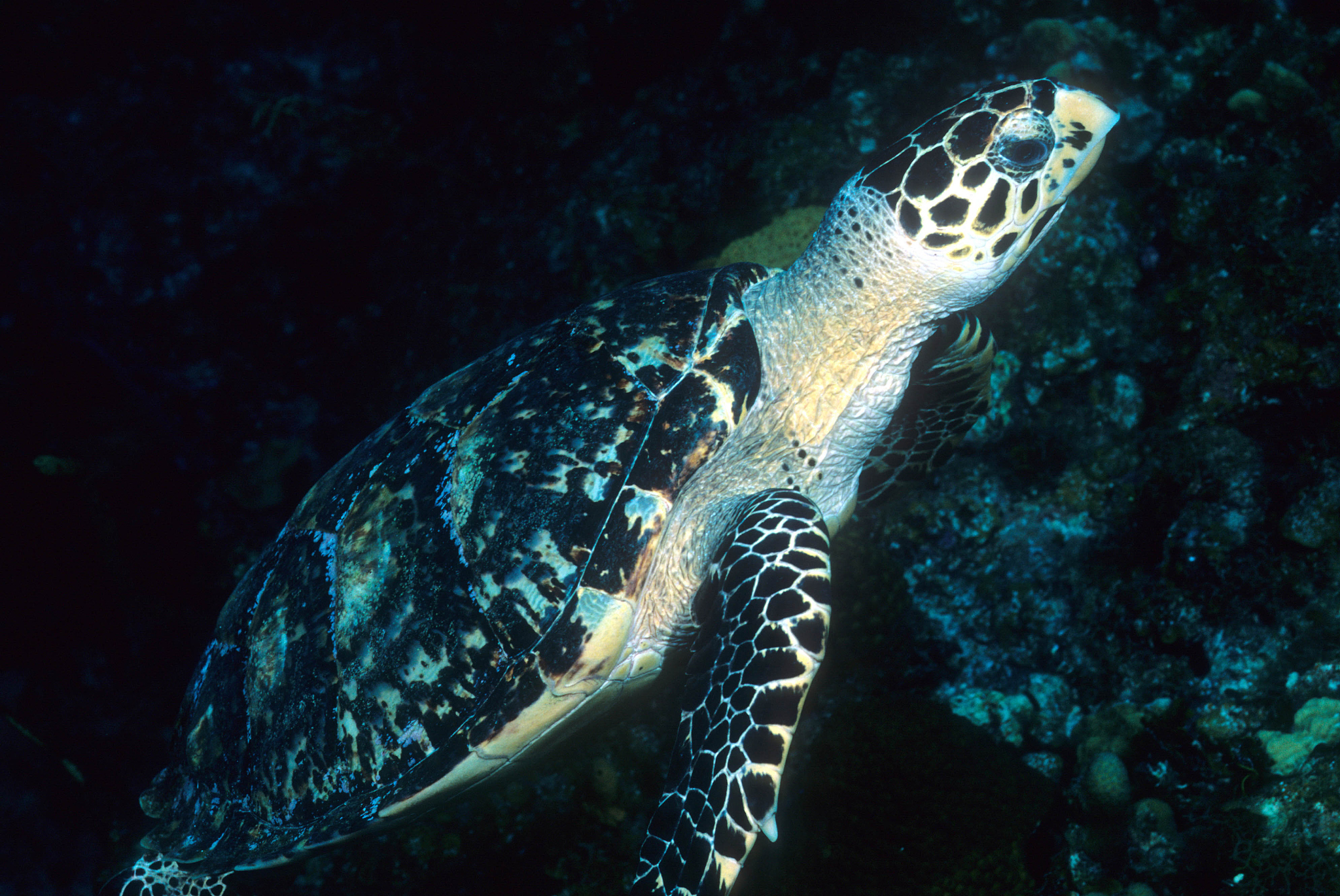 the beauty of the cayman islands