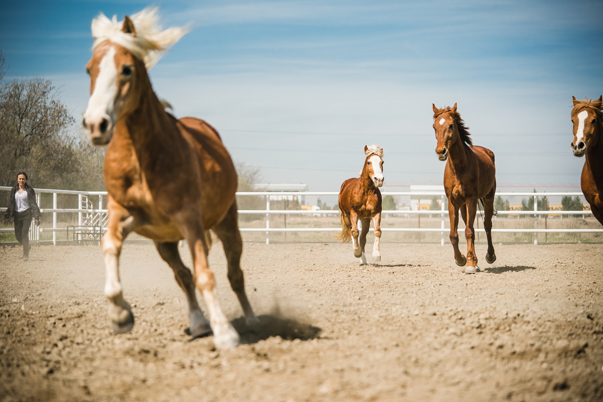 freedom for horses