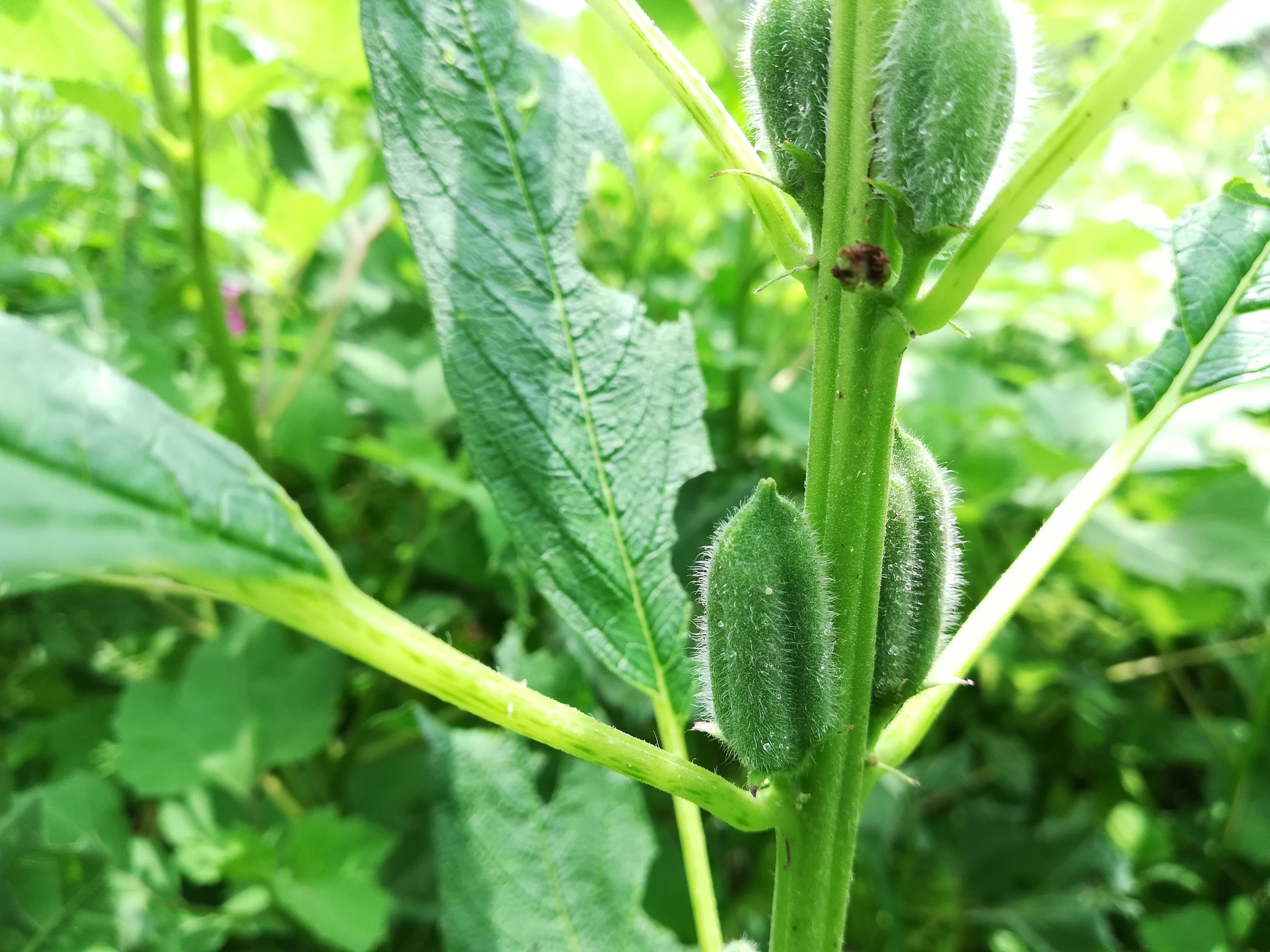 翻译成学术型英文：芝麻Sesamum indicum L属于胡麻科Pedaliaceae胡麻属Sesamum Linn的一年生草本植物是最常见的油料作物之一被认为是最古老的油料作物。芝麻种子中的含油量可达到 50 - 60最健康和富含营养的油料作物之一。从芝麻种子中提取的油脂气味芳香又称作香油除了直接食用的传统用途外也可以用于医药用途如软膏基础剂、粘滑剂、解毒剂。此外芝麻富含芝麻素、芝麻酚和芝麻素