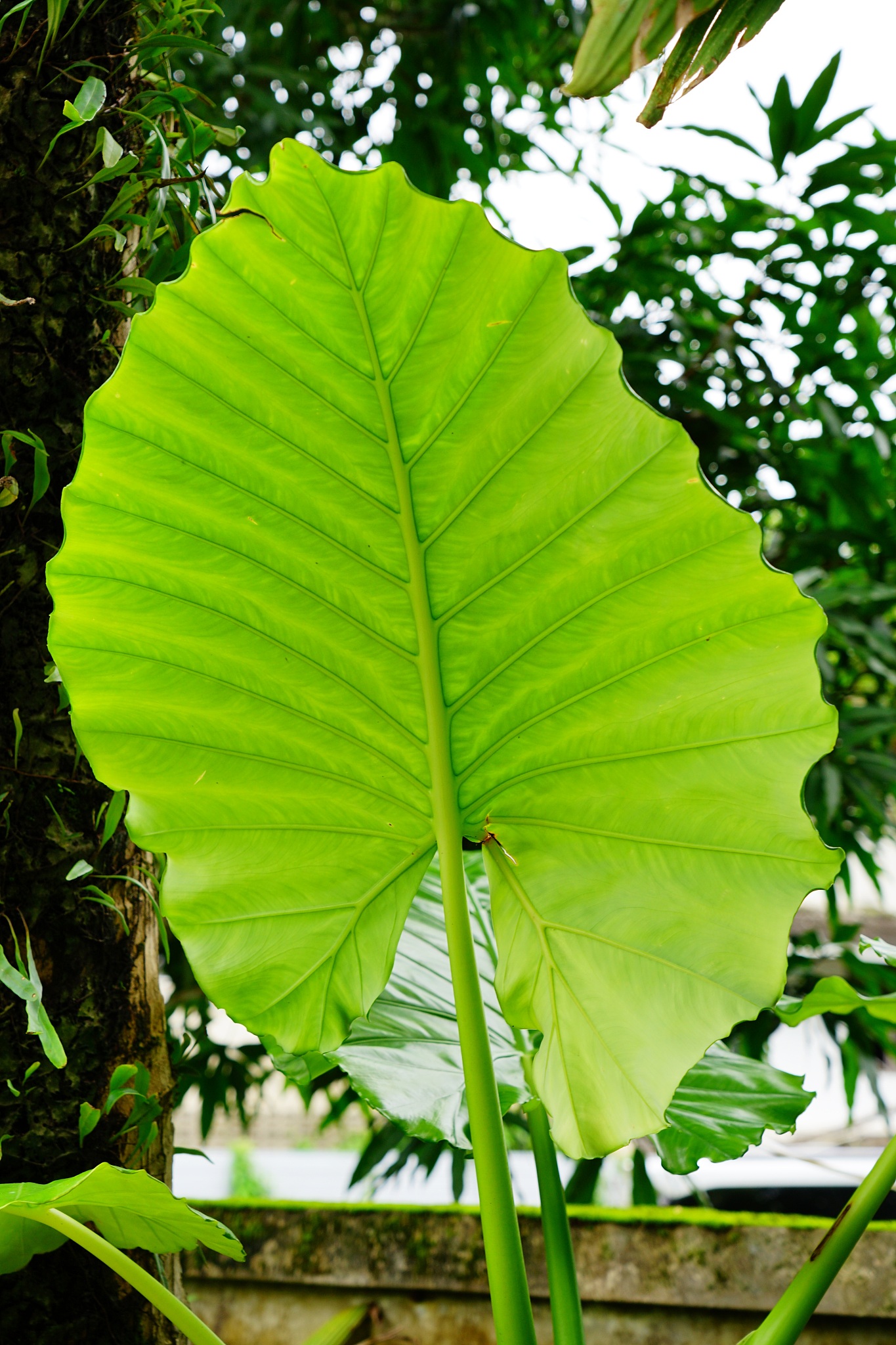 green caladium leaf