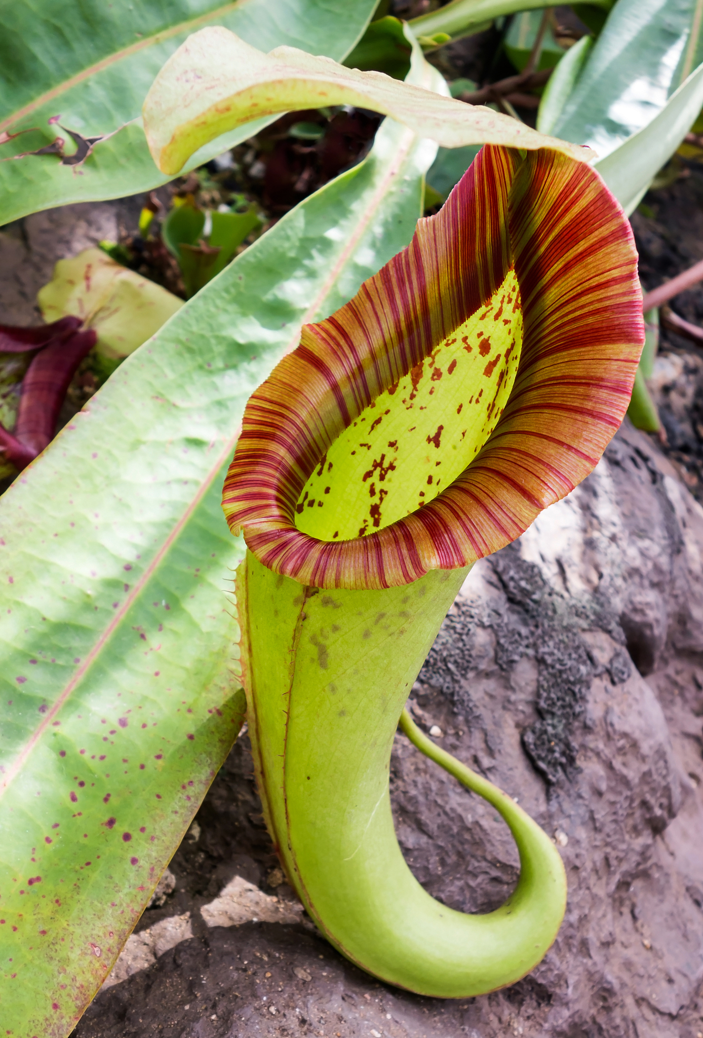 如果只考虑整株植物的形态大小世界上最大的食虫植物是什么？