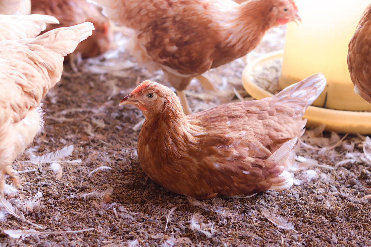 鸡的品种选择指南：哪种鸡更适合你？