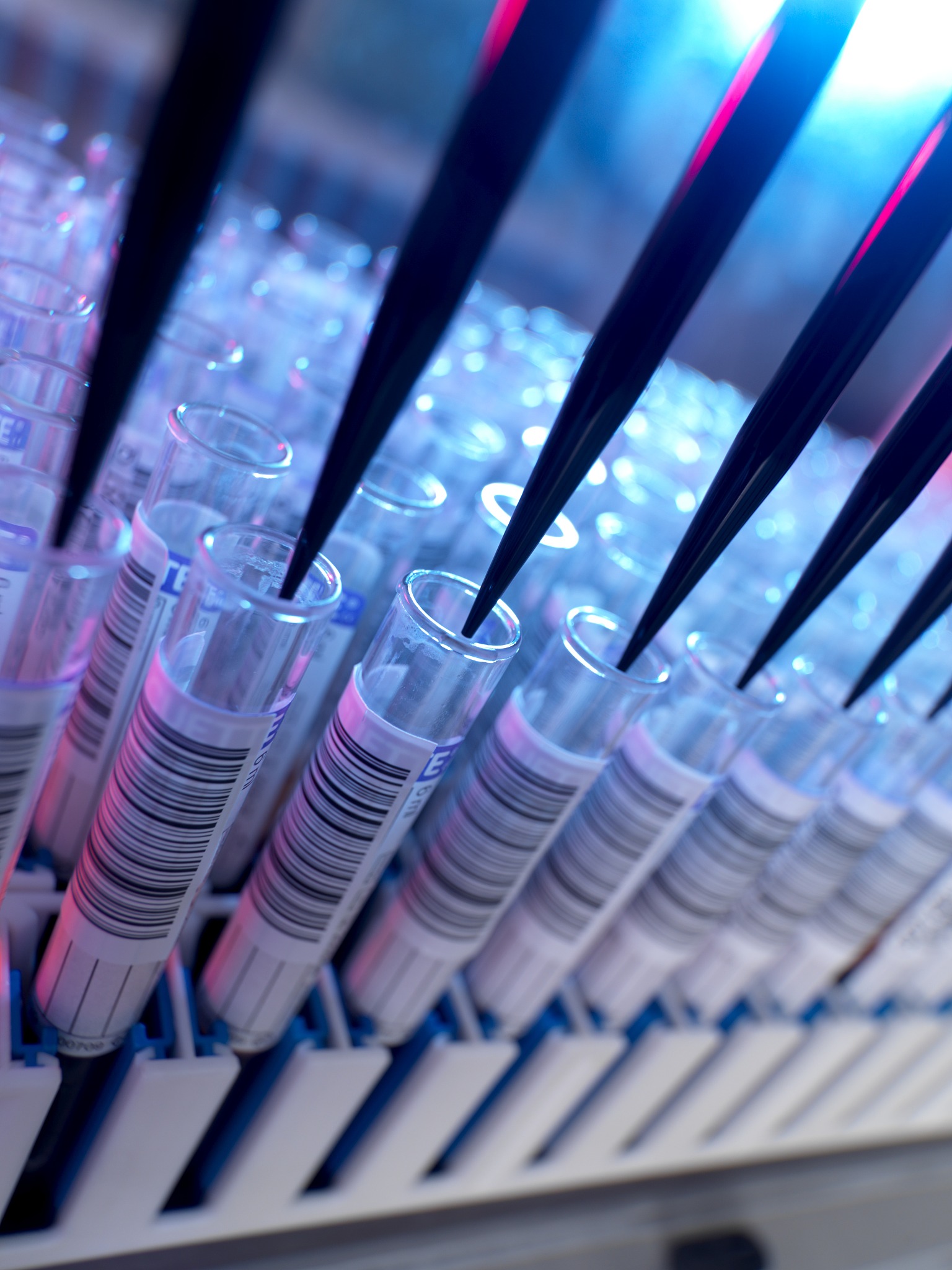 Western Blotting 样品制备：冻存细胞操作指南