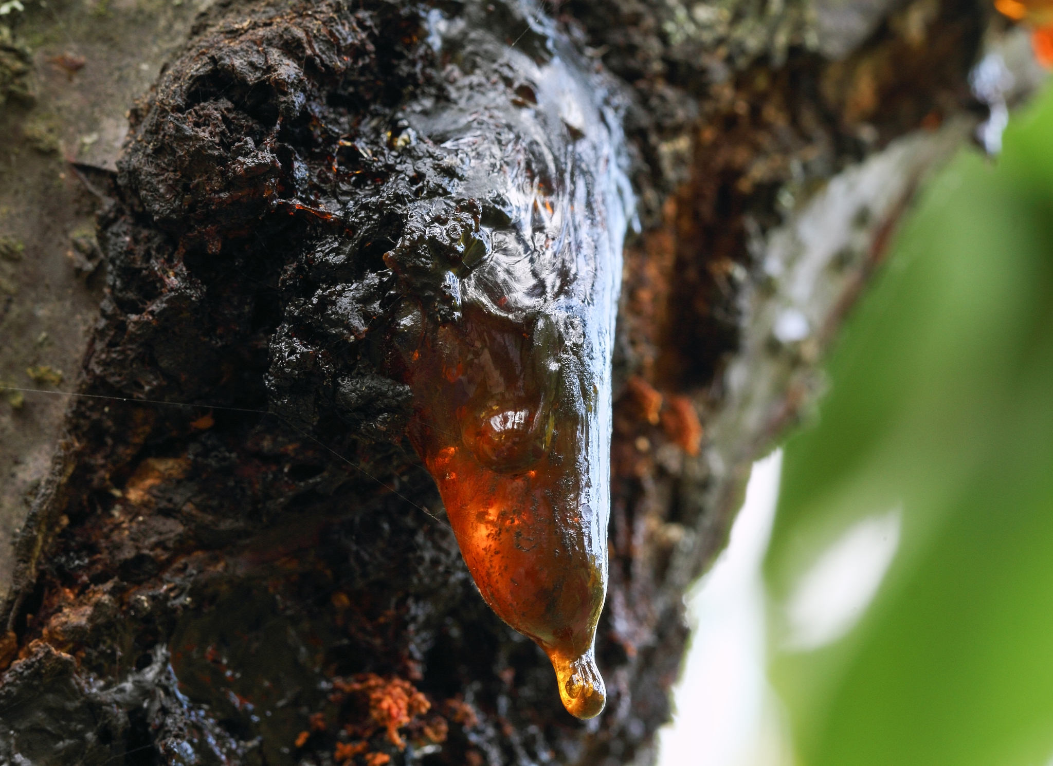 hanging cherry resin on the cherry tree bark.
