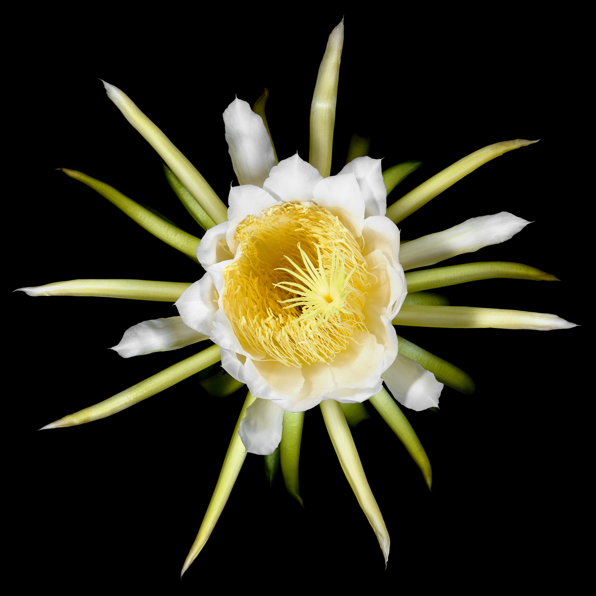 night blooming cactus