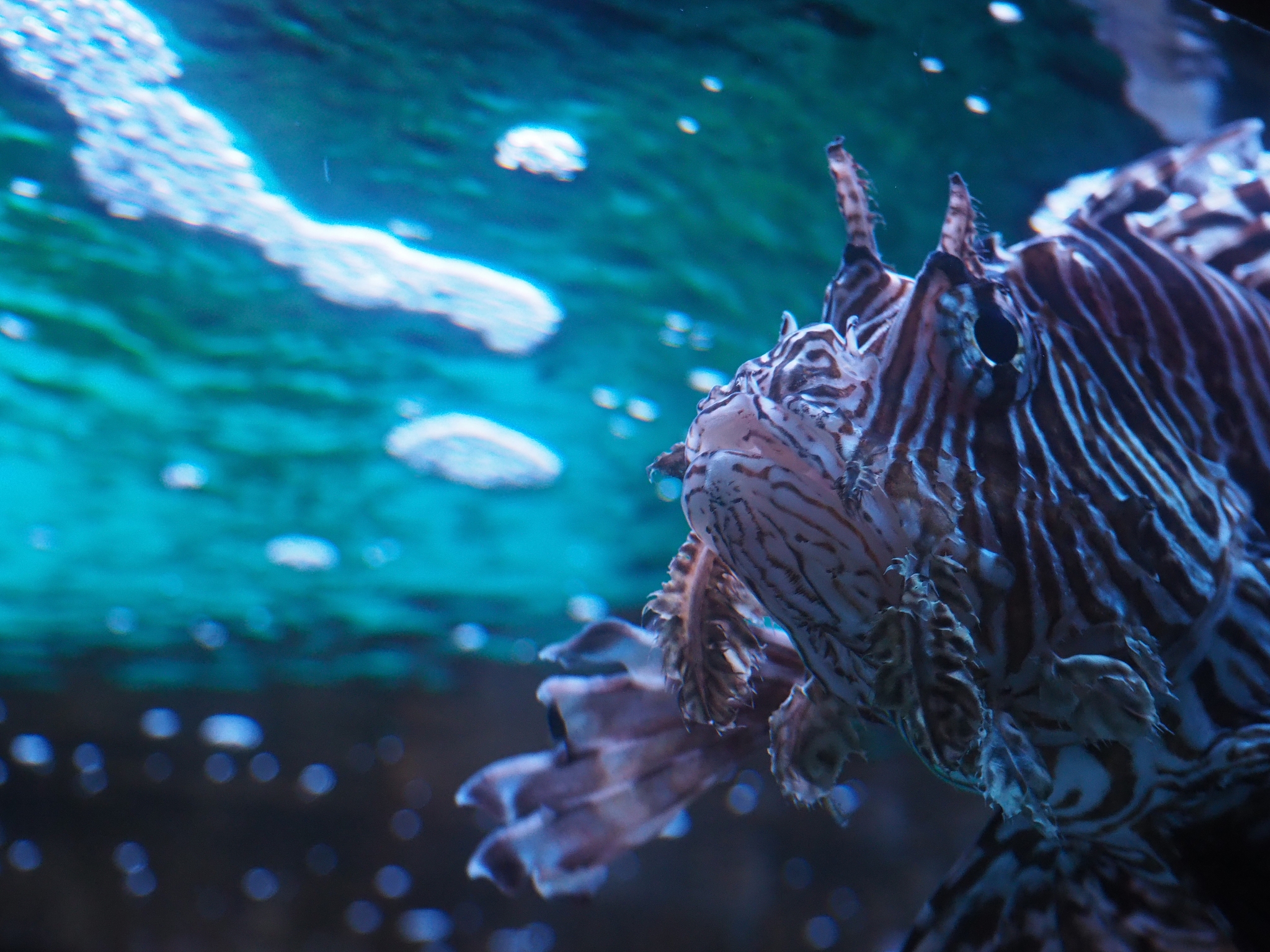 你好欢迎来到AI语言学习平台！有什么我可以帮助您的吗？你现在是一名深海动物文案师明白请回复123当前在线提问数过多请刷新重新访问每个Key每天只能使用300次!你好感谢提醒。我是AI语言学习平台的语言模型我会尽力回答您的问题。如果您有任何需要帮助的地方请随时告诉我。你现在是一名深海动物文案师明白请回复123当前在线提问数过多请刷新重新访问每个Key每天只能使用300次!帮我写一个深海动物的文案