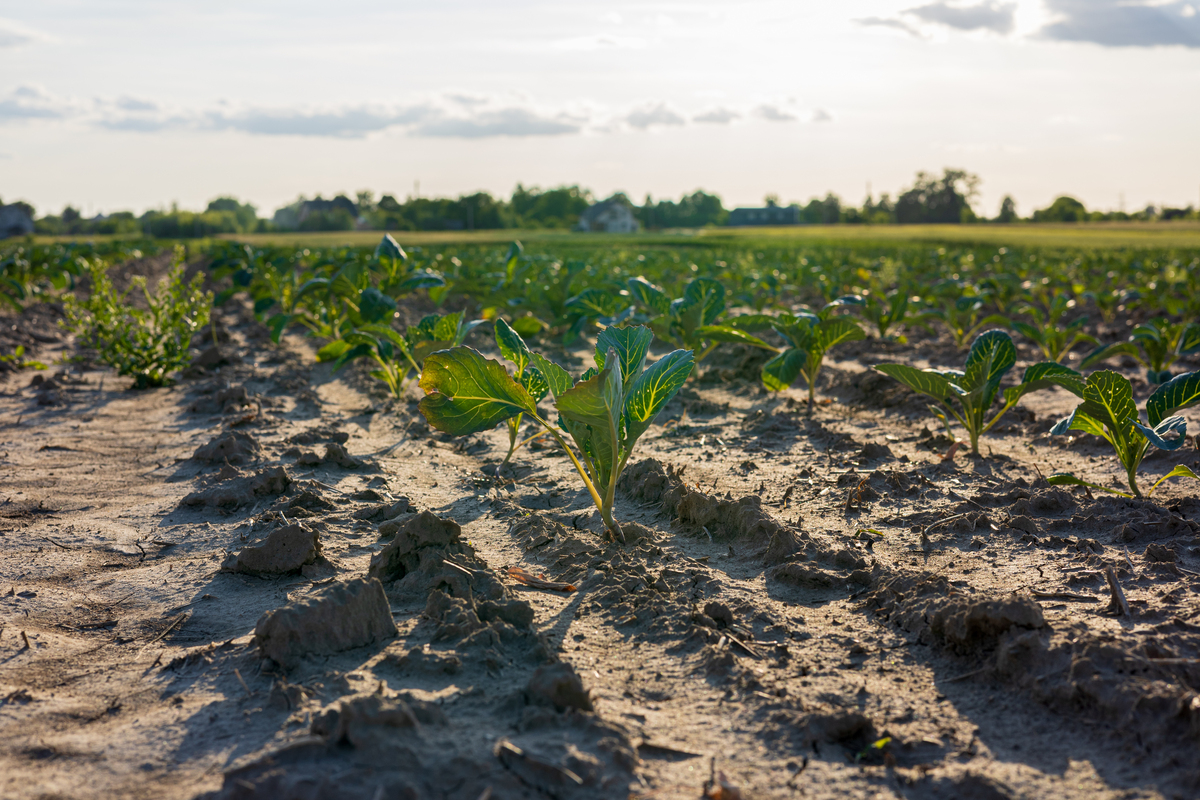 盐碱胁迫下作物栽培技术研究：保障农业生产的关键