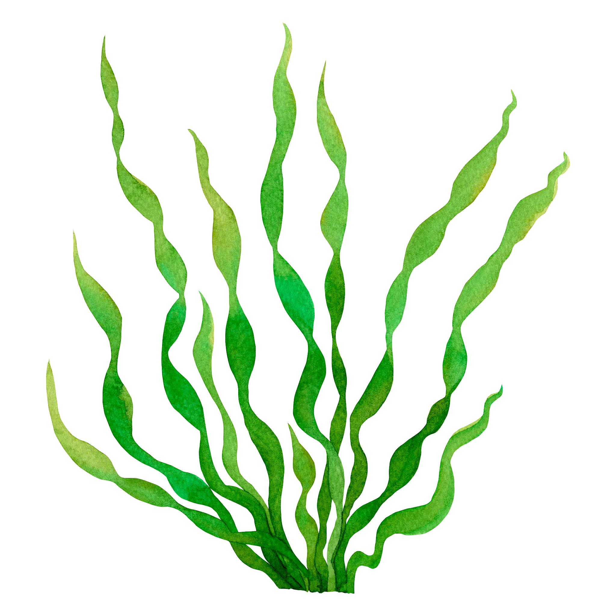 green leaf,green seaweed, kelp, algae in the ocean, watercolor h