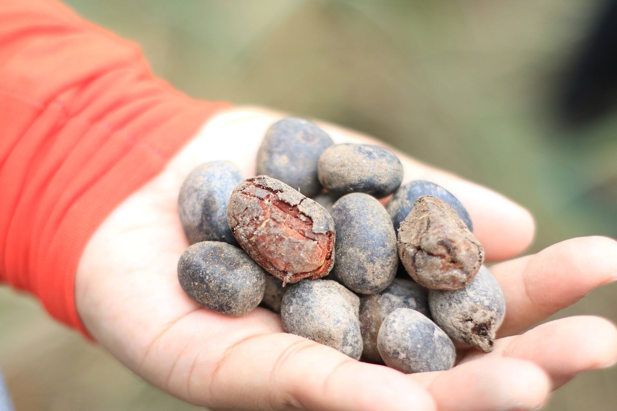 cropped hand holding dried food
