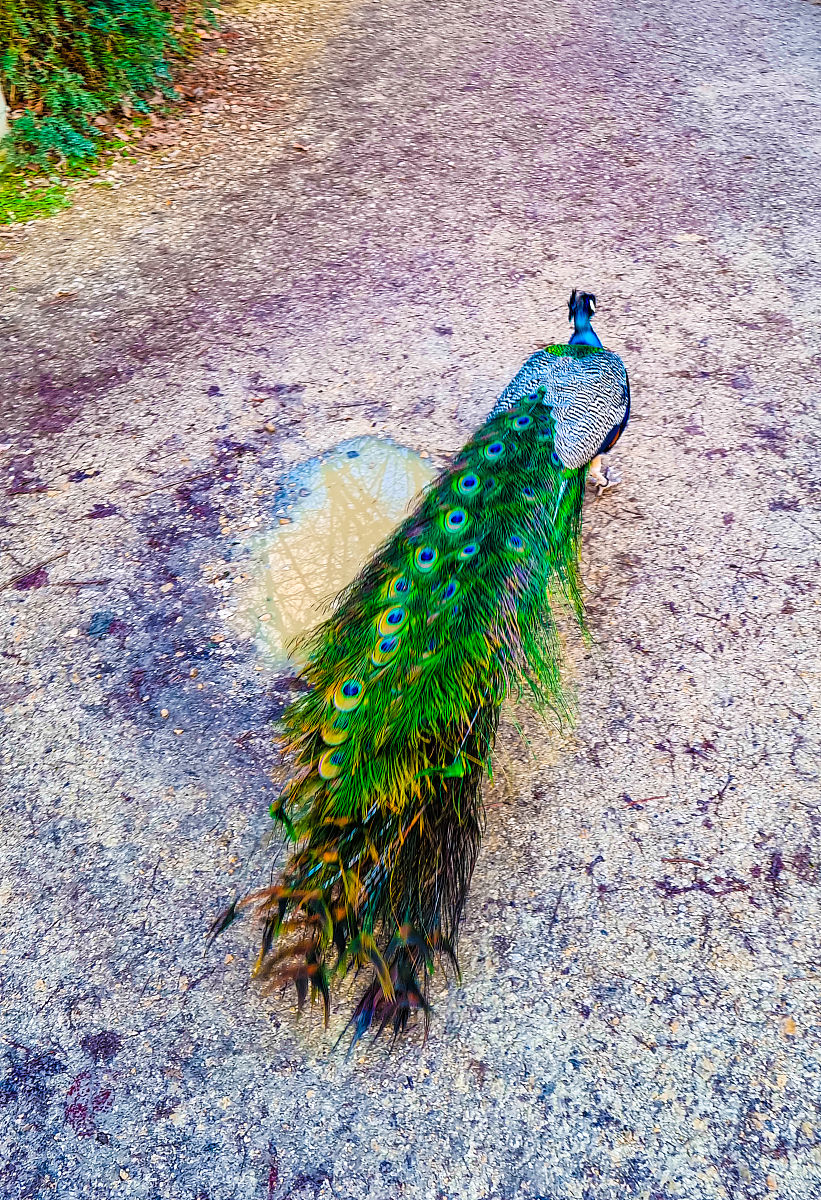 阿拉迪亚绘画作品欣赏：孔雀之舞、湾区之晨、大草原奔跑等