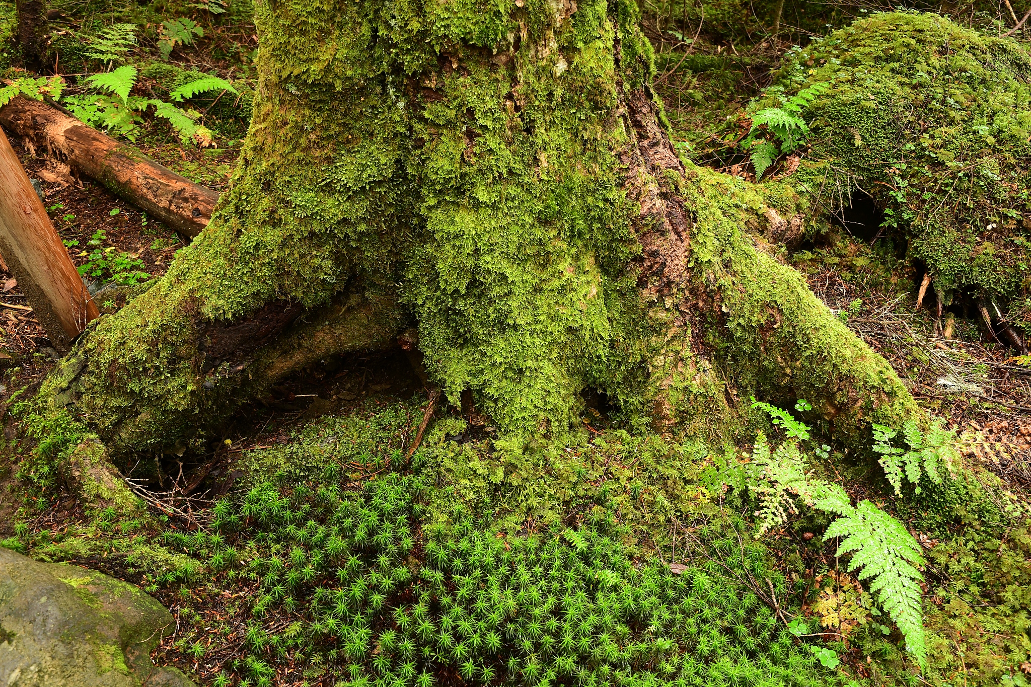 江百山祖常绿阔叶林内苔藓植物在不同生境中出现的频度和盖度