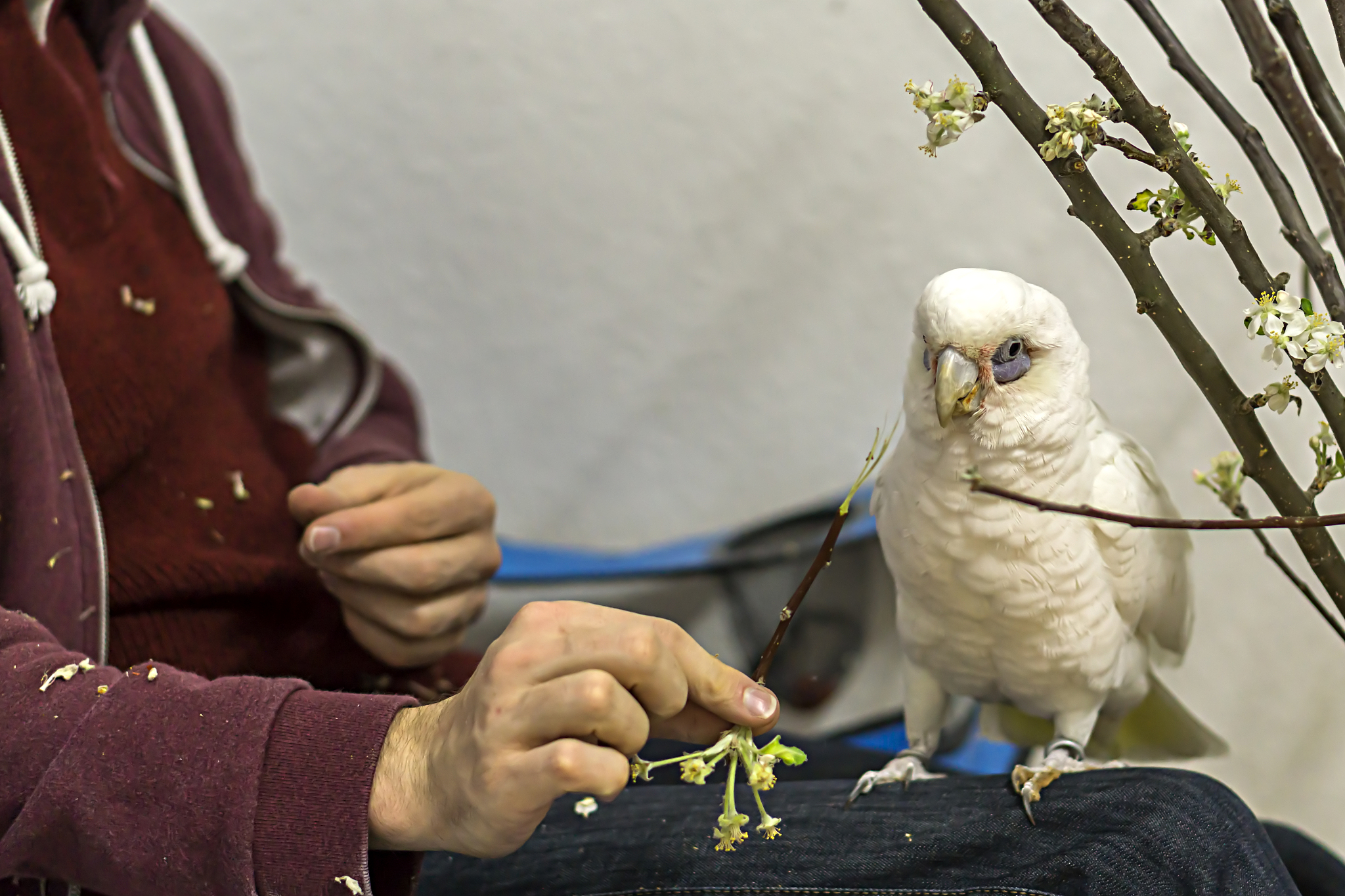 鹦鹉营养不良回答及拓展