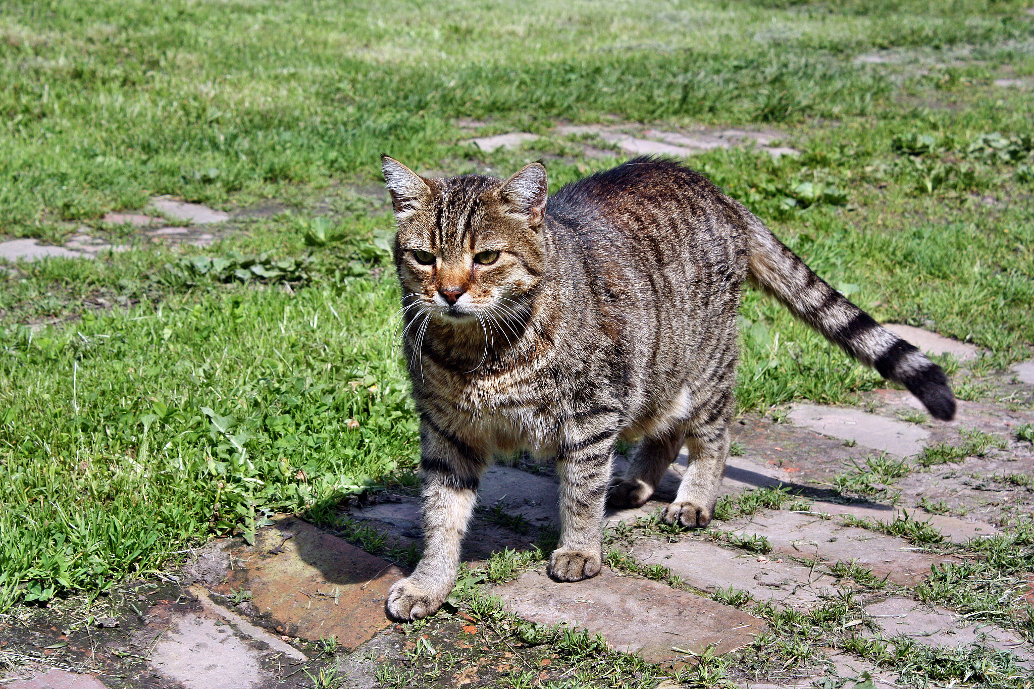 锈斑豹猫：世界上最小的猫科动物之一