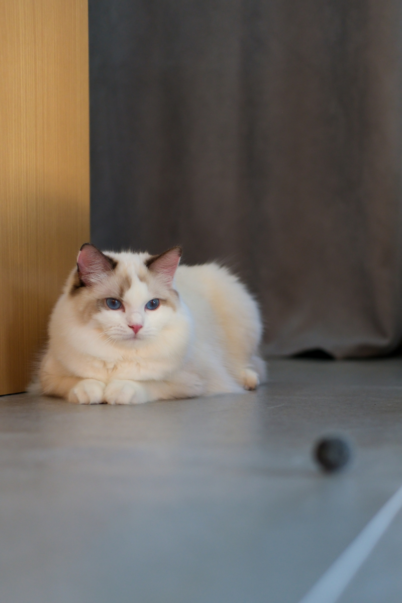 北京火车托运布偶猫到廊坊，猫咪隔离检疫需要多久？