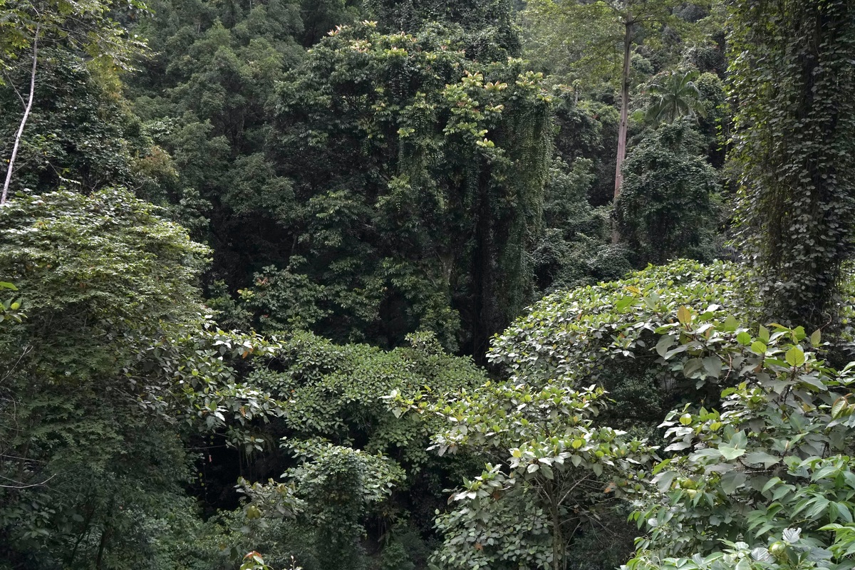 神农架下谷坪野茶在哪里有分布