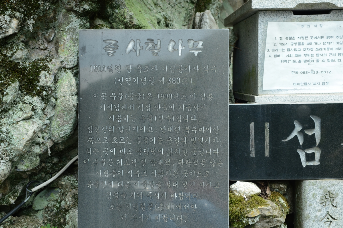 韩国塔寺的自然纪念物第380号 小叶卫矛