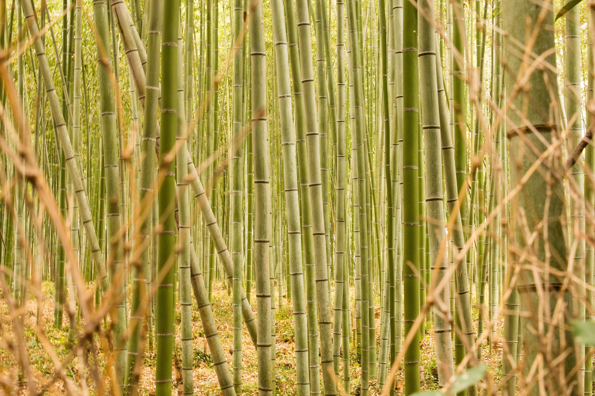 green forest